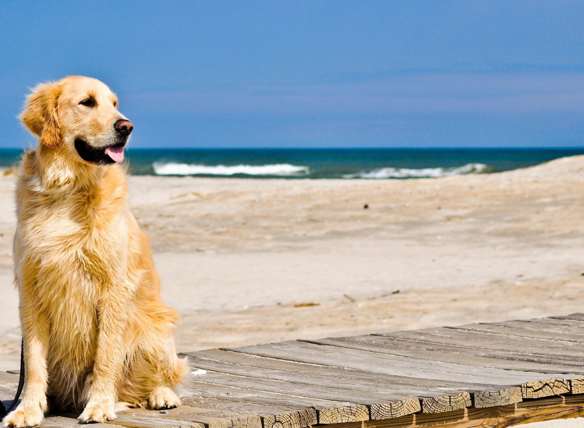 золотистый ретривер в одноклассниках. золотистый ретвилер. золотистый ретривер. золотистый ретривер в одноклассниках. золотой ретривер рыжий.