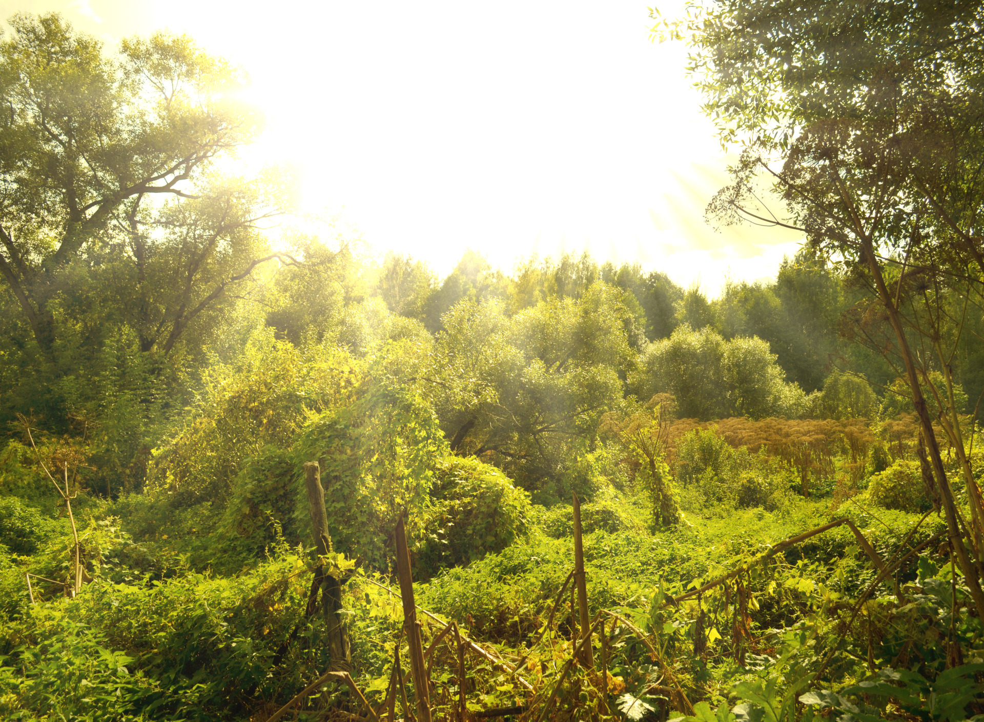 Clearing forests. Ясный лес. Ясно в лесу. Трое лучи солнца в лесу. Forest clearing.