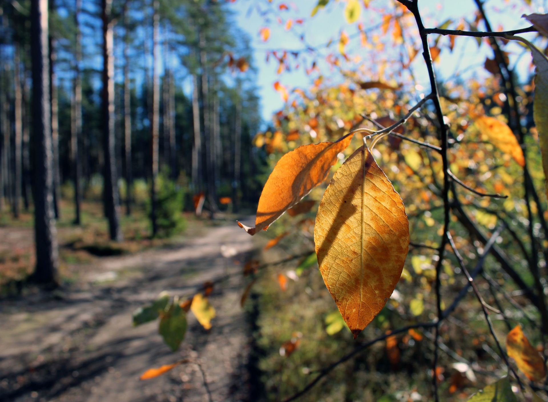 Фотографии С Листьями Осенью