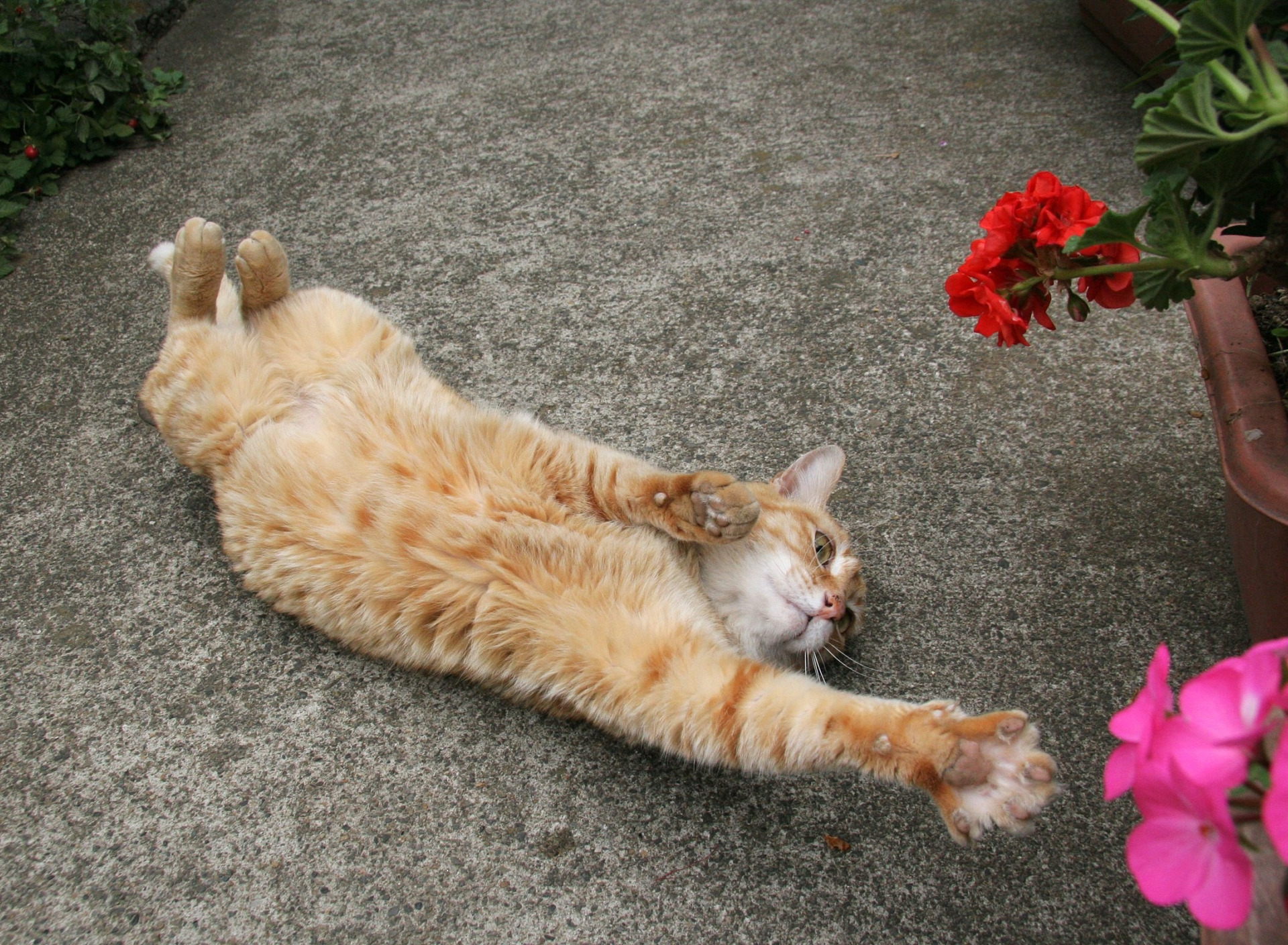 кот лежит. лежачий кот. кошка валяется. кот лежит на животе. утро животные.