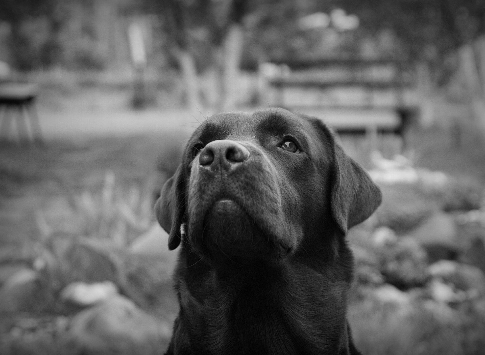 Dogs Piter Riber Download wallpaper Labrador, black and white, Peter, section dog in ...