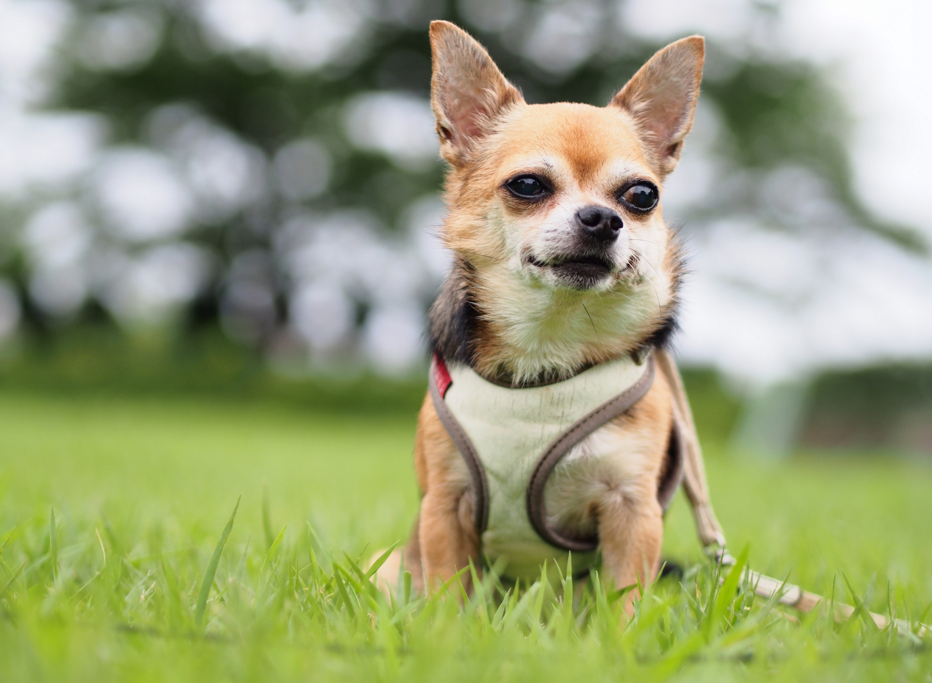 Download wallpaper vest, Chihuahua, dog, section dog in resolution ...