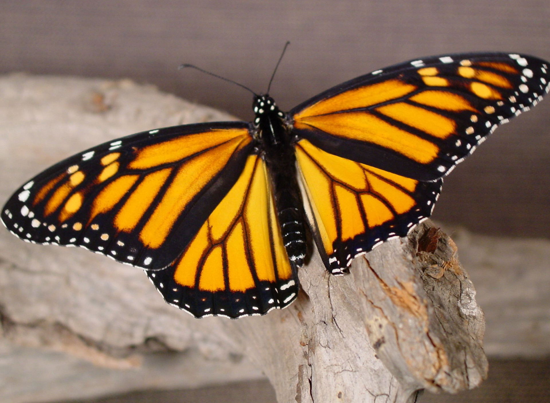Почему бабочки такие разные и красивые. Бабочка. Бабочки картинки. Черно желтая бабочка с отростками. Fluture a4.