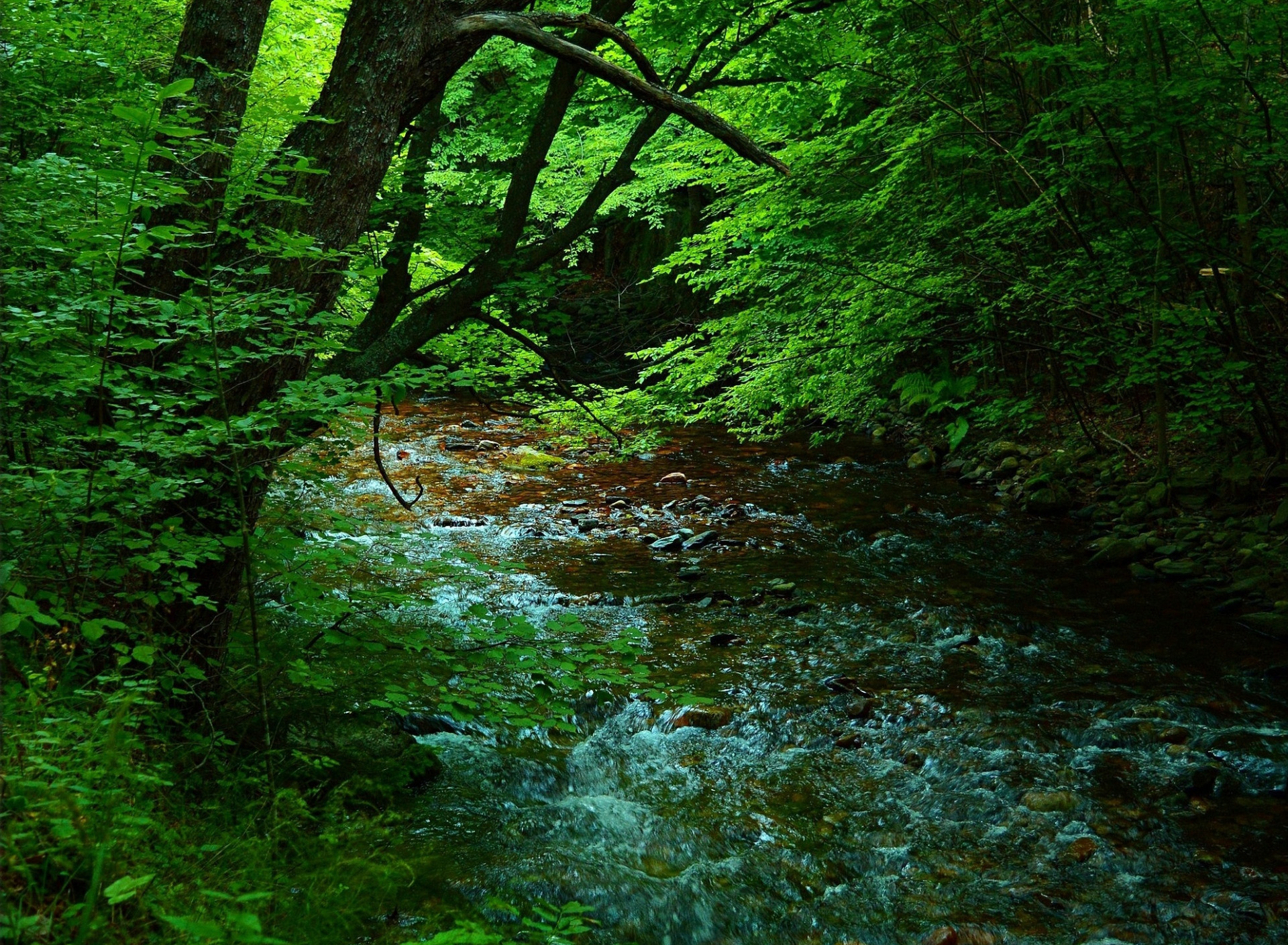 Лаба зеленая. Зеленый лес. Природа зеленый лес. Зелëный лес зелëные река. Зеленый лес обои.
