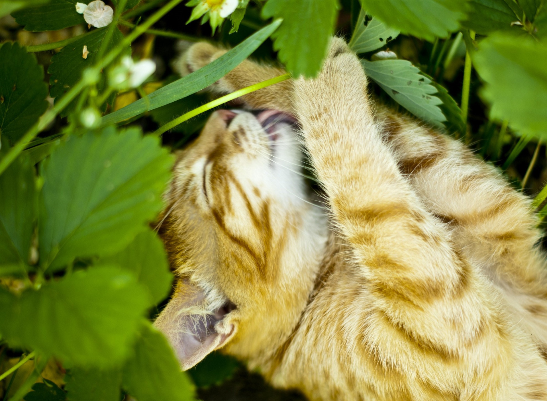Red lick. Кот лежит на траве. Зажмуриться животного картинка для детей. He Cat.
