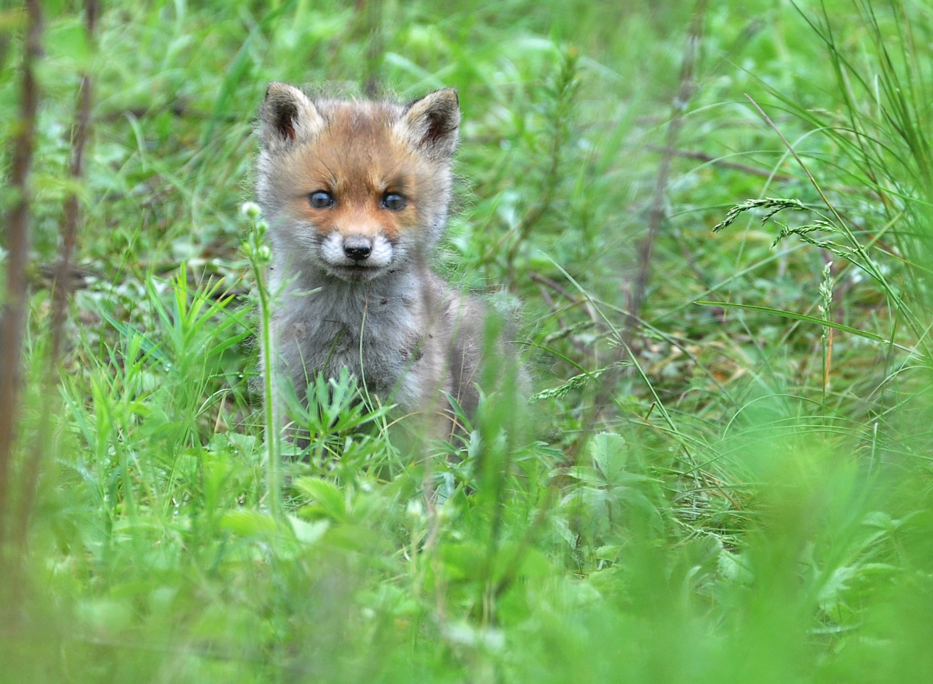 Tree fox. Лисёнок в зелени. Лисёнок в лесу в банке. Картинка Лисенок лес и Зайченко. Foxes_Tree_Stump_glance_511849_2048x2732.