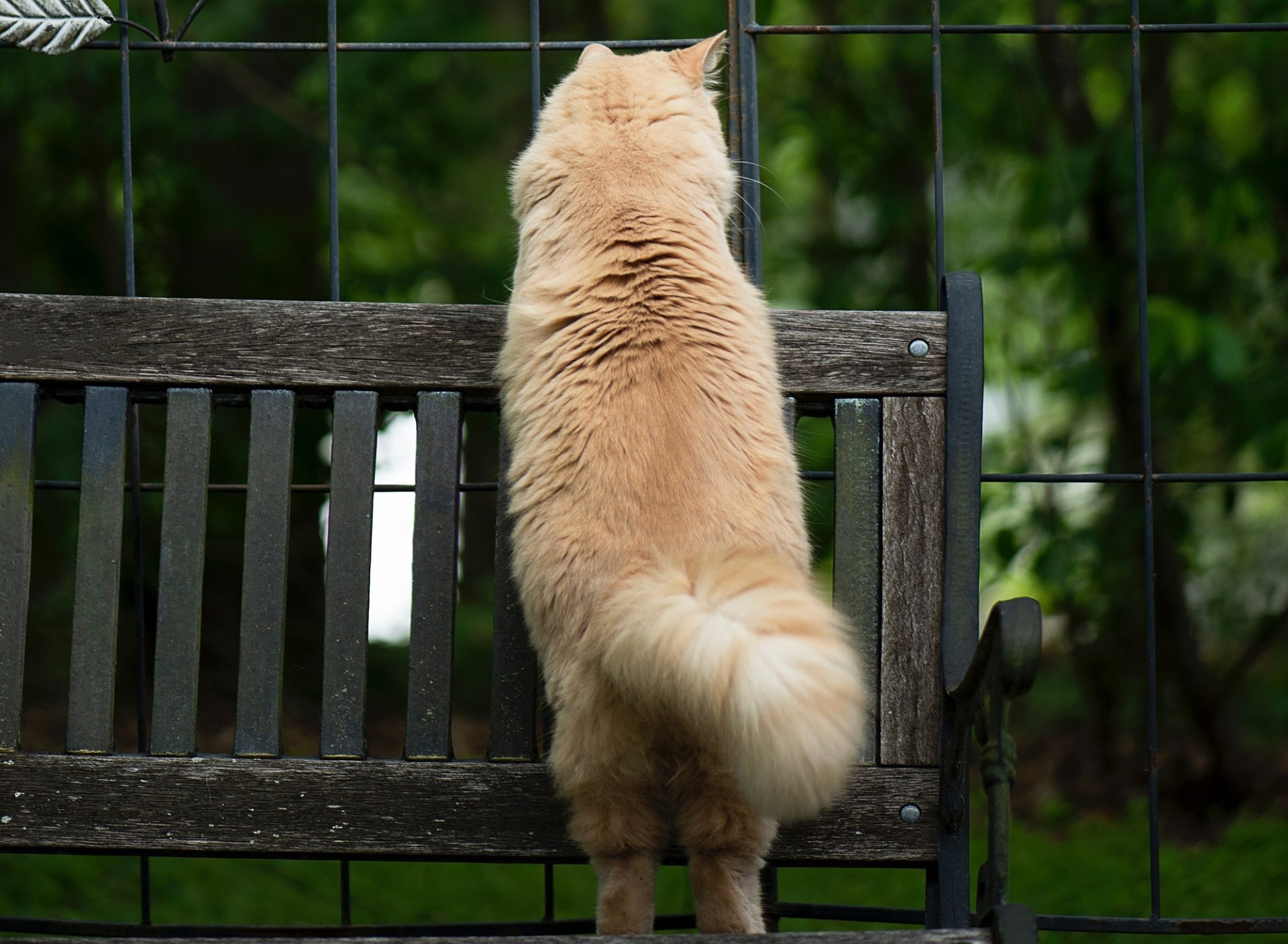 Download wallpaper cat, bench, tail, section cats in resolution 1920x1408