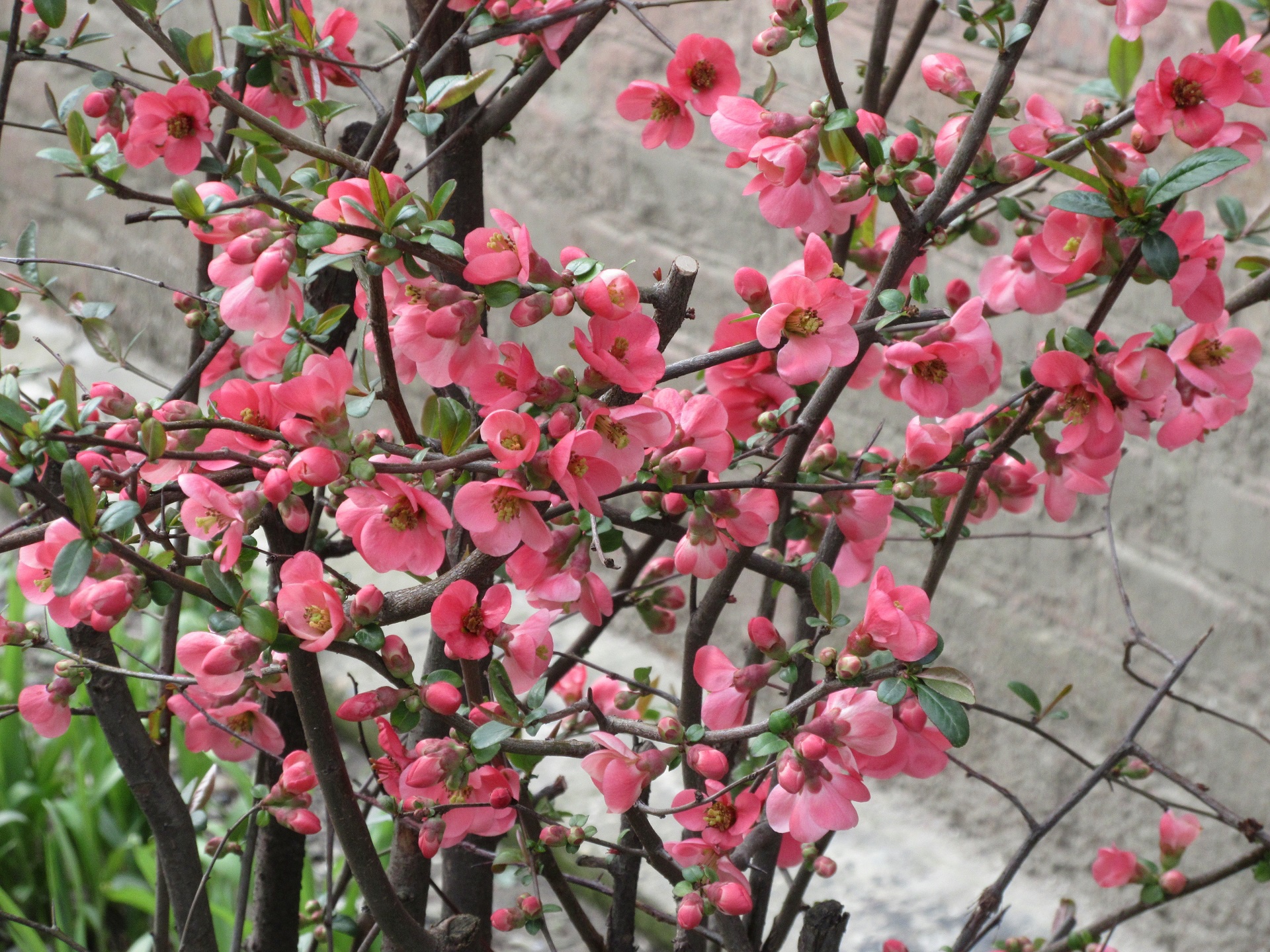 Розовые цветущие кустарники весной. Миндаль трехлопастной Розенмунд. Кустарник красивоцветущий Сакура. Сакура айва. Миндаль декоративный кустарник.