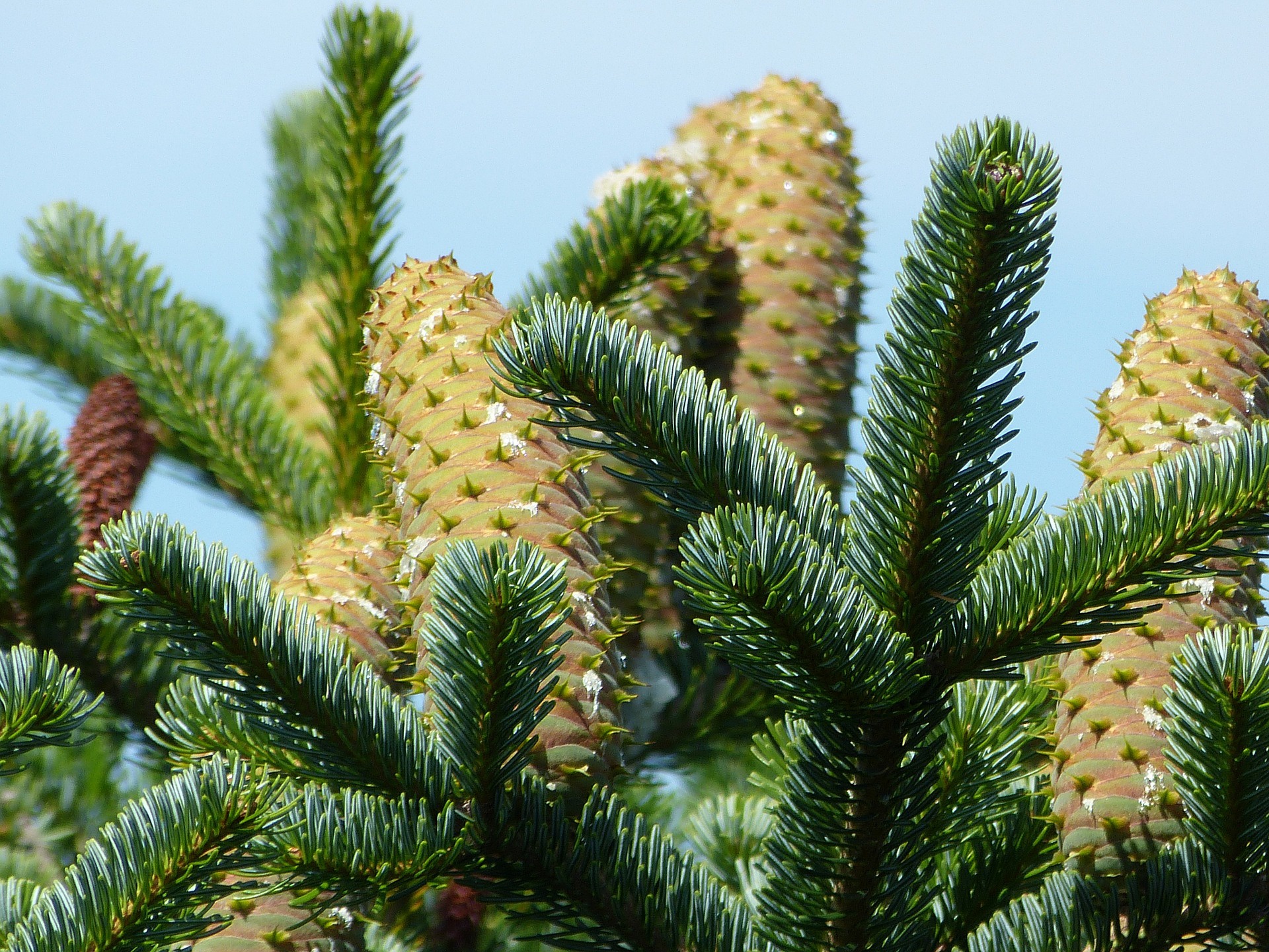 Шишка елки фото. Сосна обыкновенная Pinus. Ель. Ель шишки. Еловая ель.