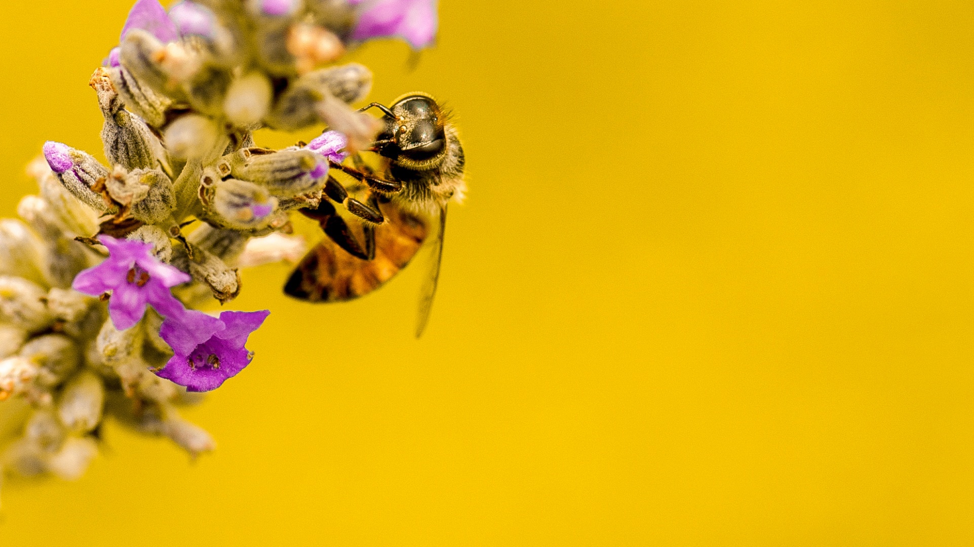 Пчела сегодня. Пчела. Пчелы на желтых цветах. Фон пчелы. Пчела на заставку.