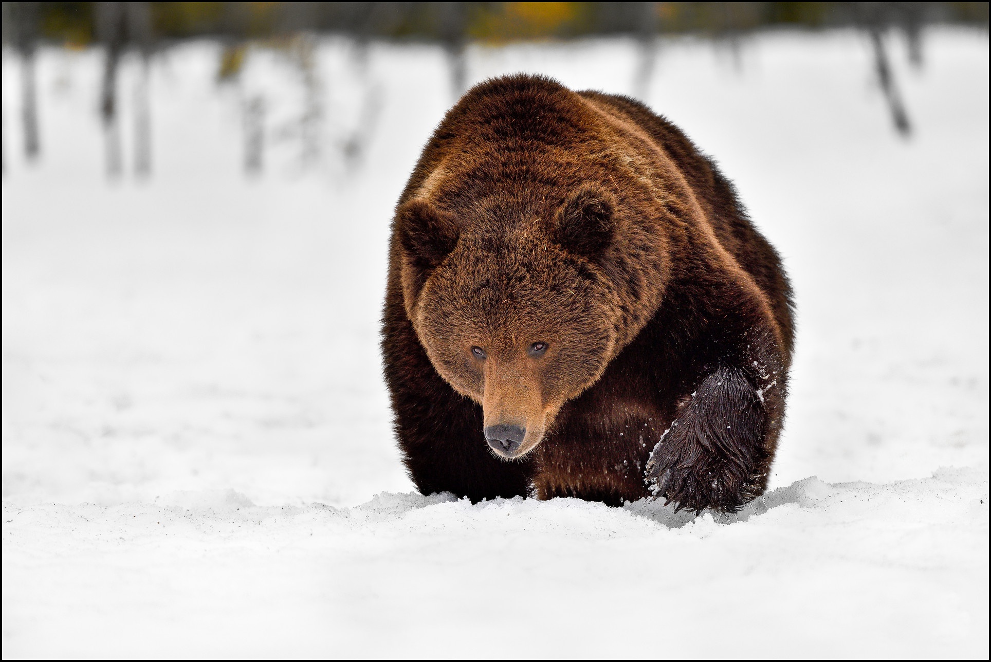 Nigma winter bear. Бурый медведь зимой. Медведь зимой. Бурый медведь в снегу. Бурый медведь зима.