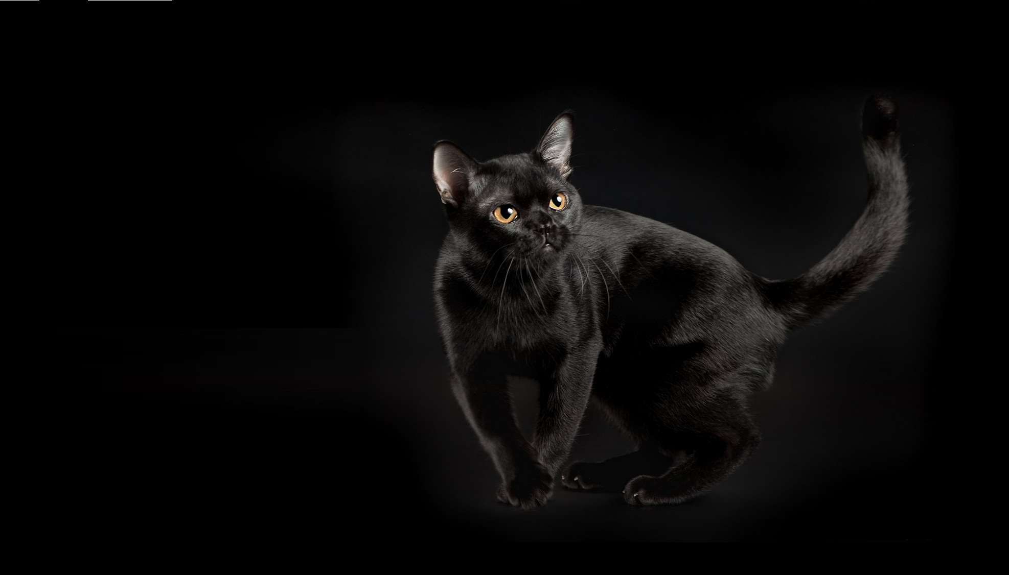 Описание черной кошки. Бомбейская кошка. Бомбейская кошка длинношерстная. Бомбейская черная кошка. Черная кошка порода Бурманская.