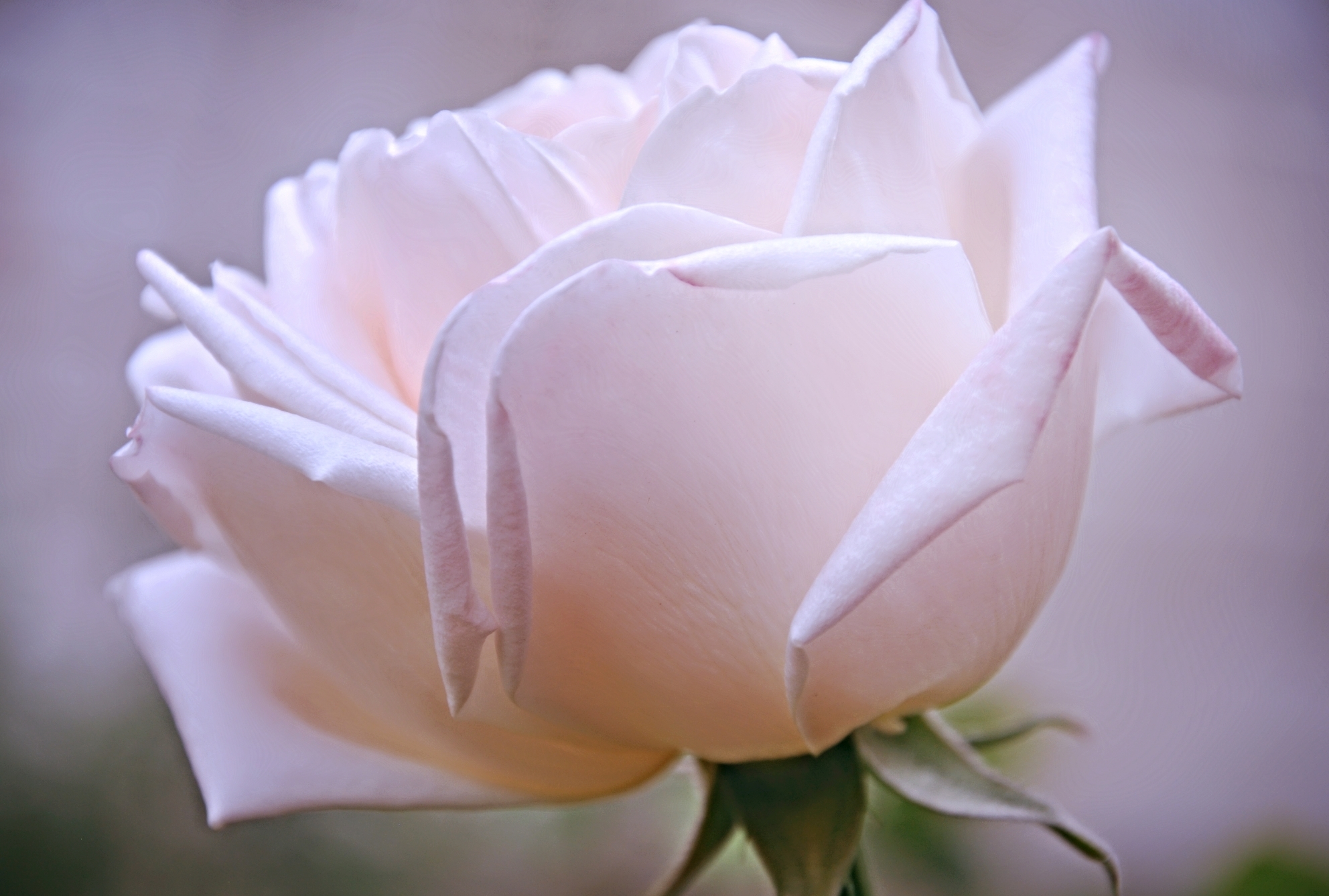 Только показались первые нежно белые головки. Нежные розы. Белые розы. Бело розовые розы. Бледно розовые розы.