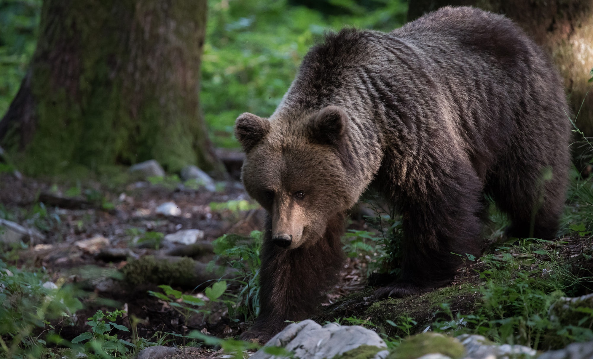 Tree bear