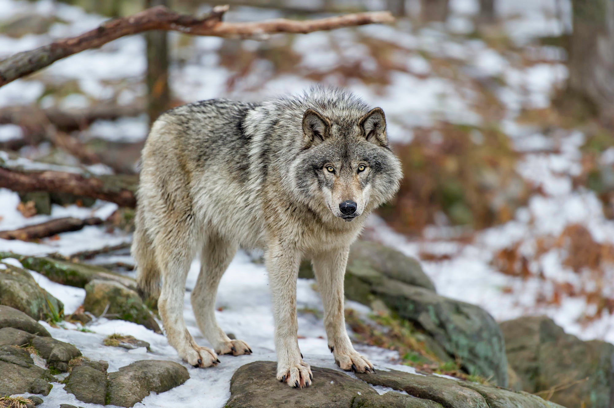 Дика карелия дика. Сибирский Лесной волк. Среднерусский Лесной волк. Хищные животные.