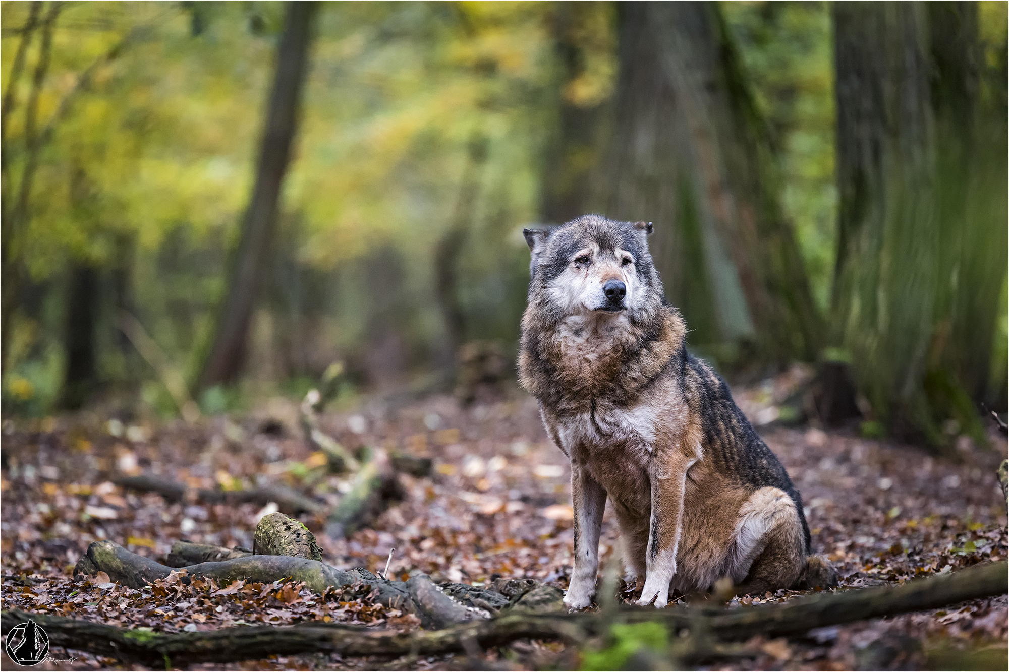 Звери никуда. Волк. Хищник в лесу. Волк в лесу. Одинокие волки.