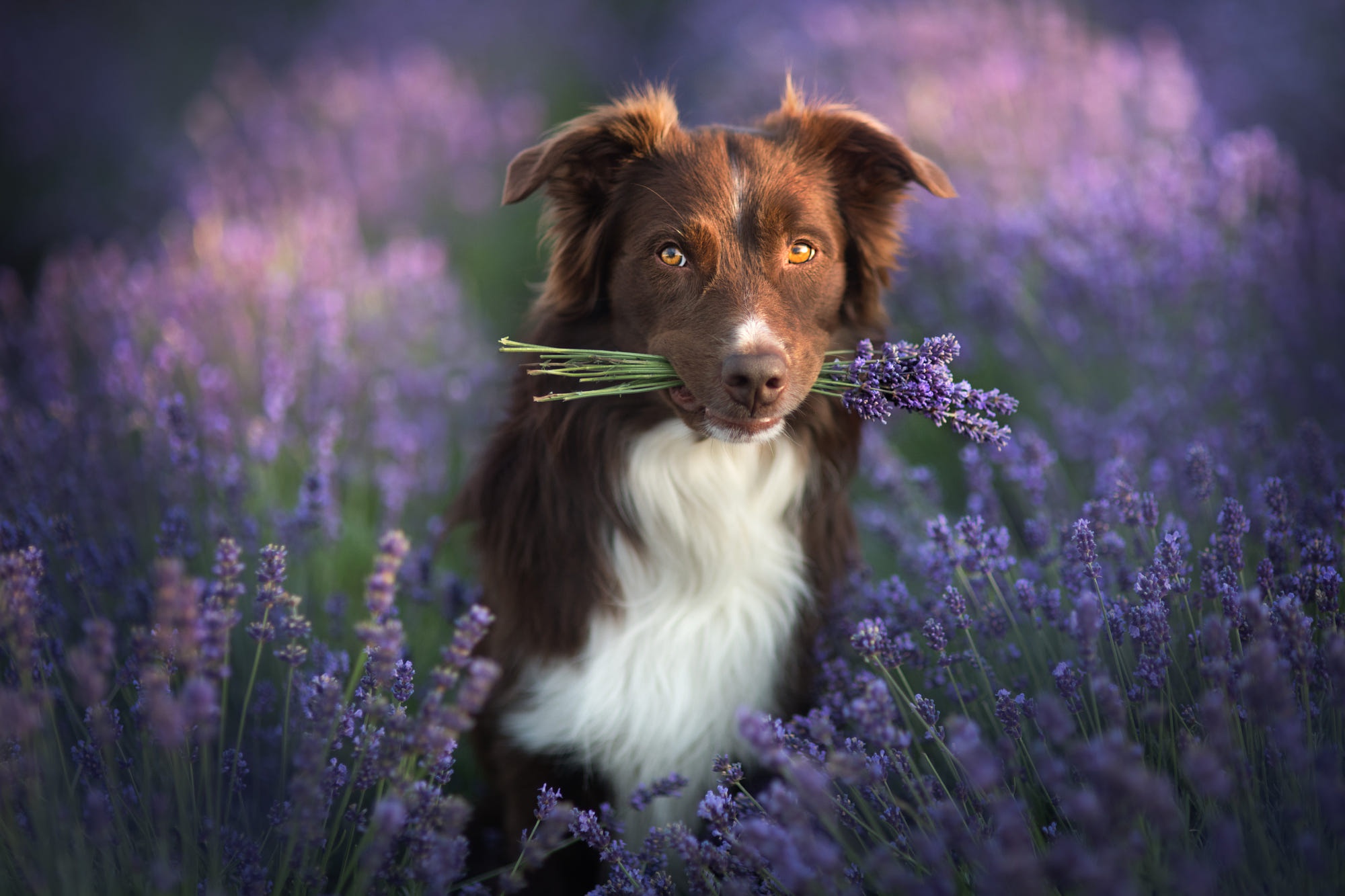 Lavender border hot sale collie