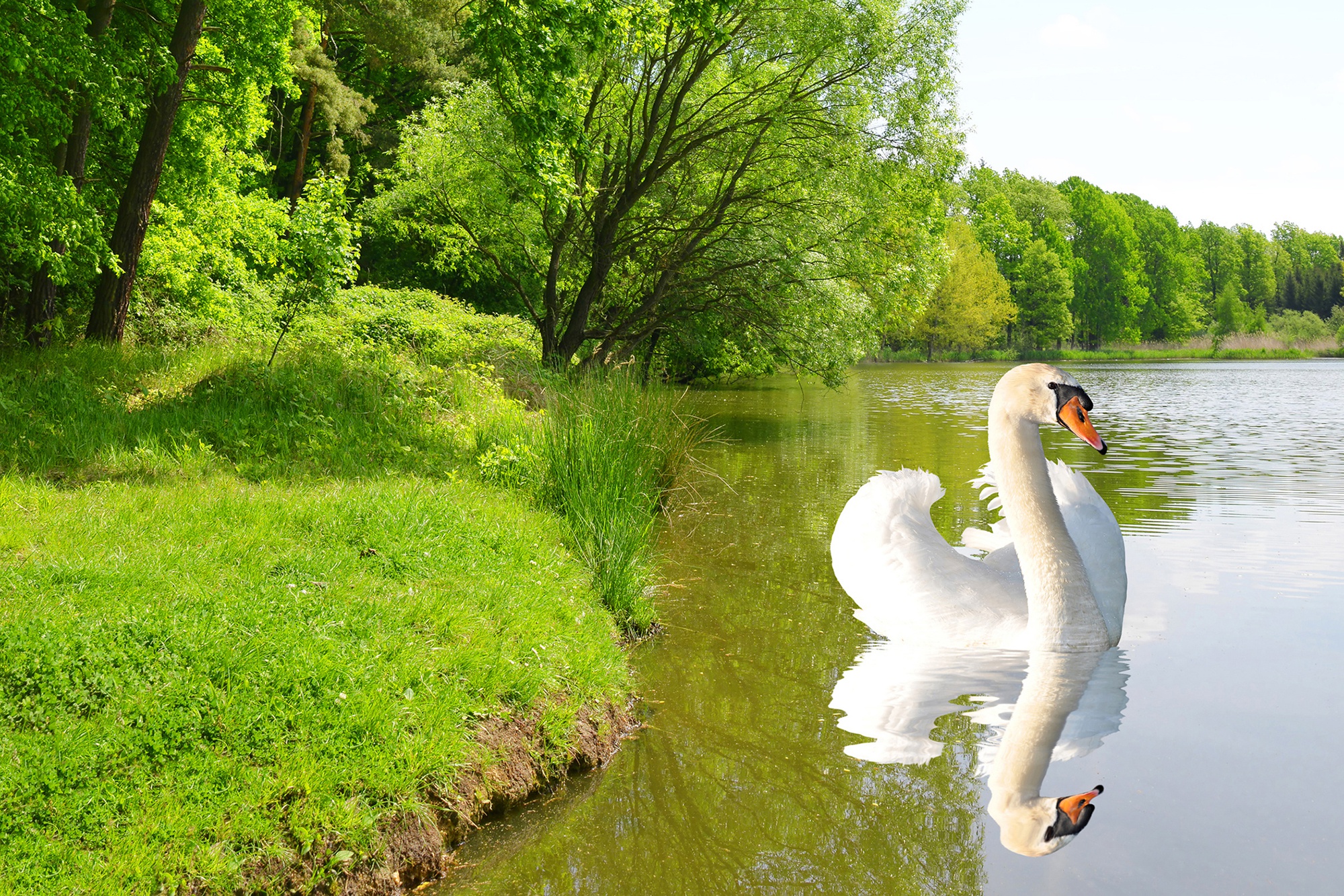Белые лебеди на озере. Красивые водоемы. Лебеди на озере. Лебеди в пруду. Красивый пруд.