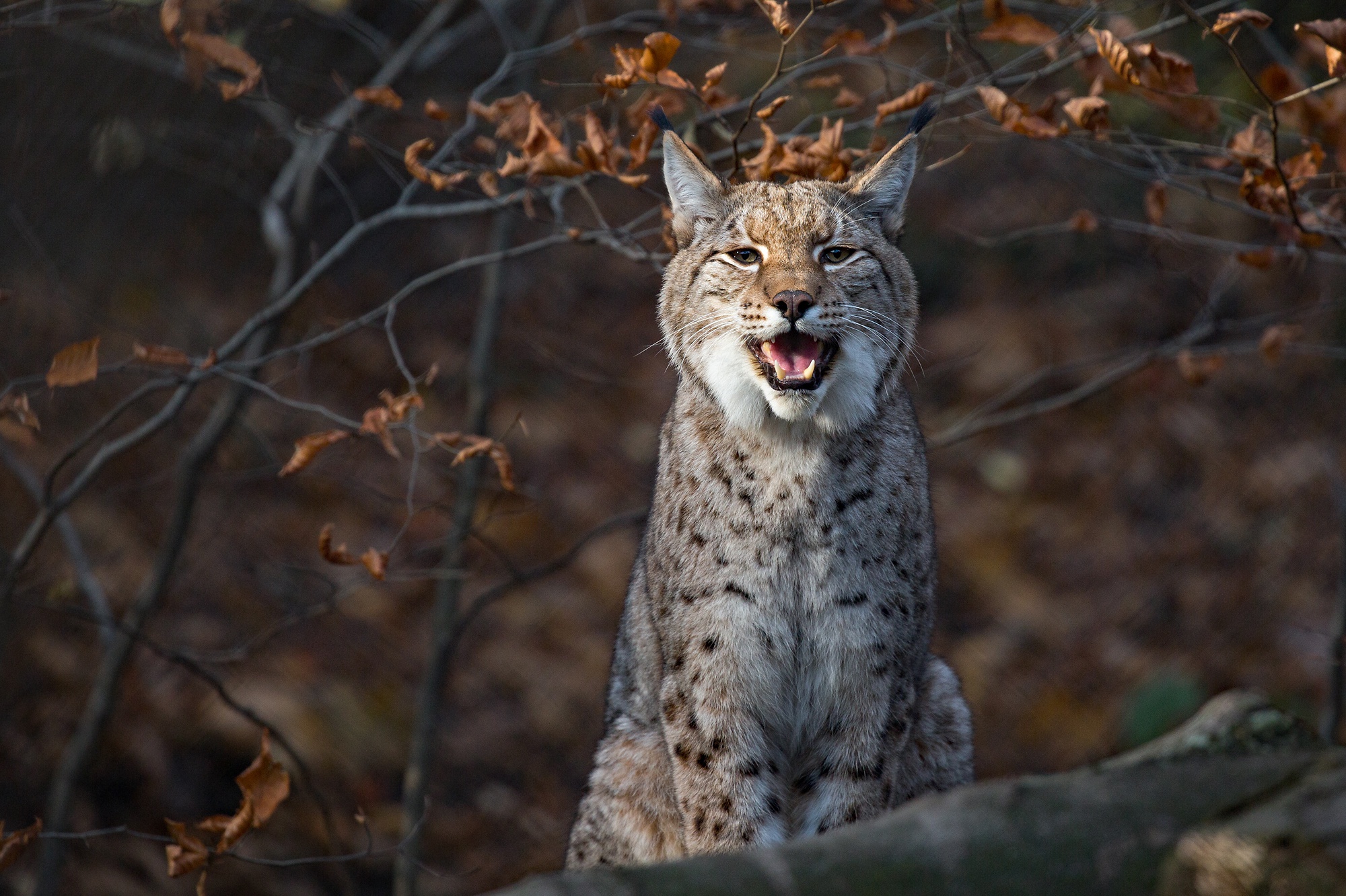 Рысь 16. Lynx Lynx isabellinus. Рысь фото. Рысь морда. Рысь оскал.