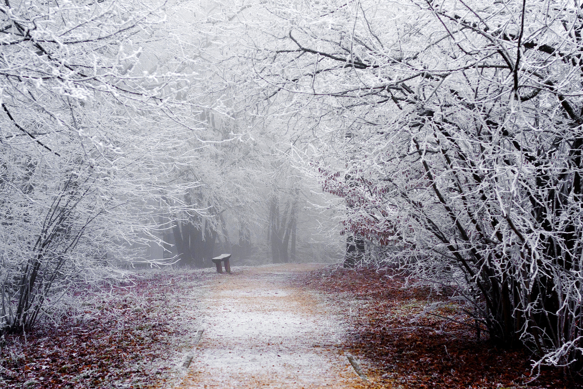 Красивая картинка со снегом. Ноябрь природа. Ранняя зима. Первый снег. Первый снег в лесу.