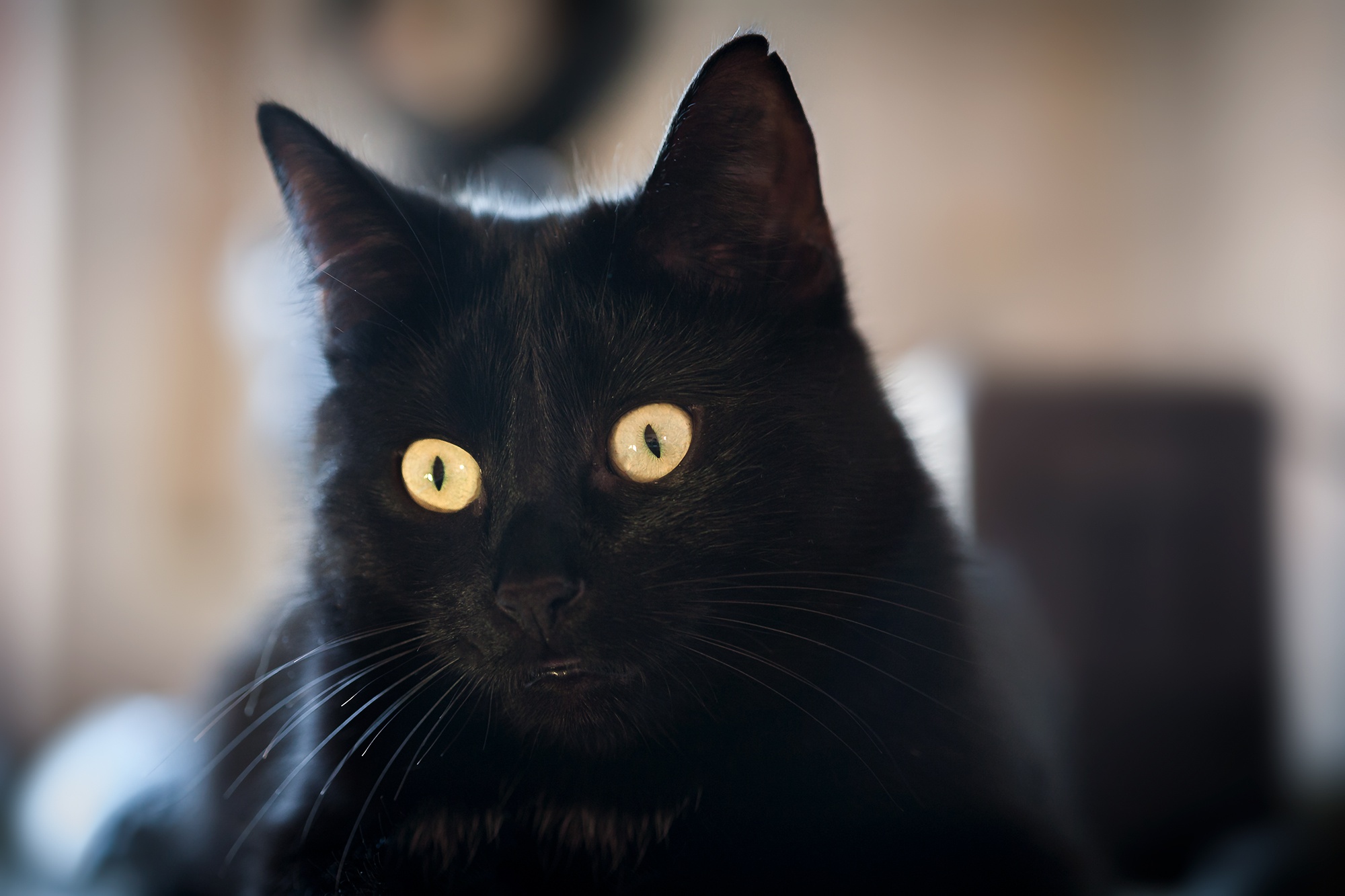 Кошка с желтыми глазами порода. Чёрный кот. Черные коты. Черная кошка с желтыми глазами. Черный кот с желтыми глазами.