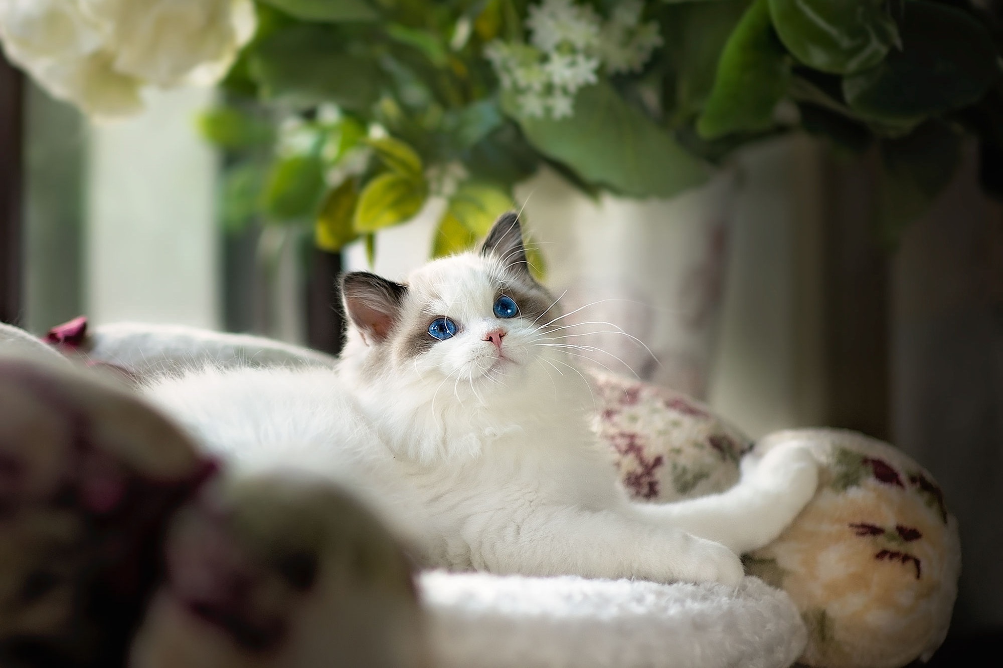 Ситцевая кошка