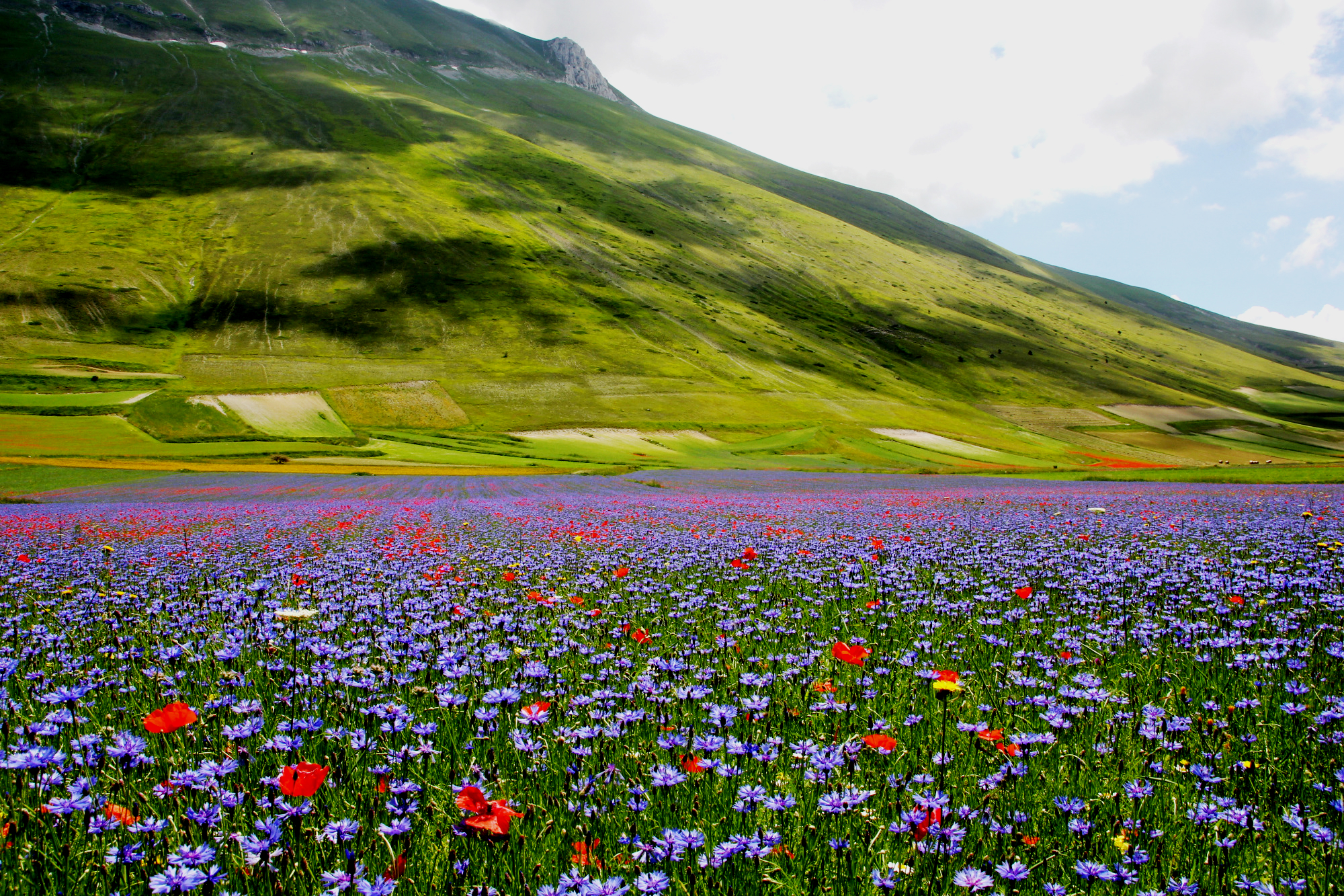 Красивая природа поляна. Цветущий луг. Цветочное поле. Луг с цветами. Природа Луга.