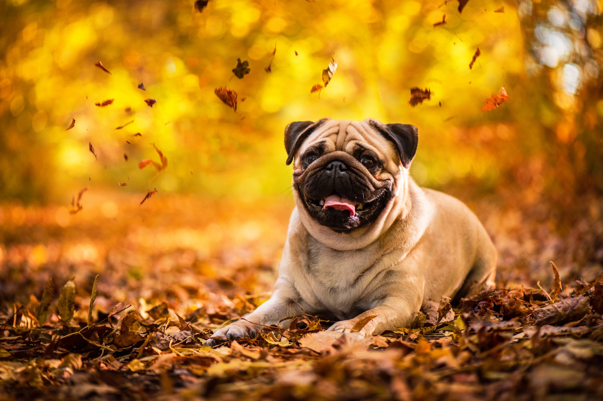 Wallpaper : show, China, park, favorite, dog, white, snow, newyork, cold,  cute, ice, nature, smile, Canon, puppy, happy, snowflakes, marketing,  interesting, jumping, beige, funny, play, crystal, centralpark, small,  central, pug, running, andreas,