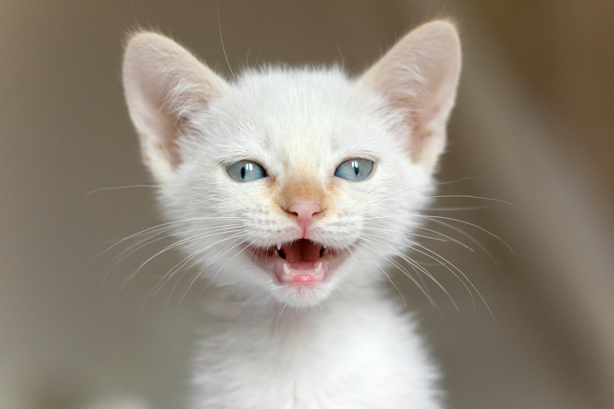 Кошачья улыбка. Белый котенок. Морды котов. Кошка белая. Морда белого кота.