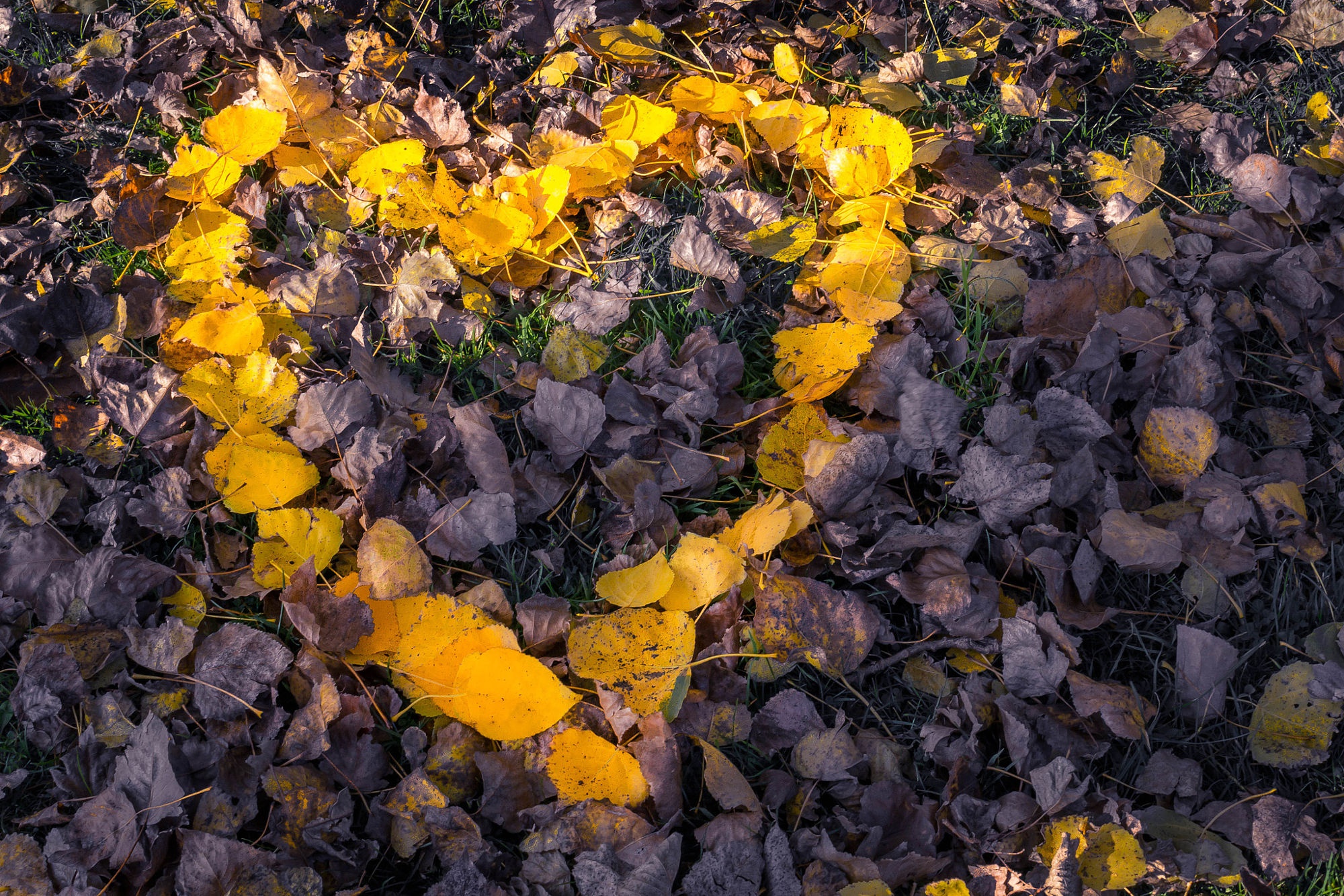 Вдруг среди листвы видишь. Жёлтый лист осенний. Осень серо желтая. Желтые осенние листья на сером. Сердце из желтых листьев.