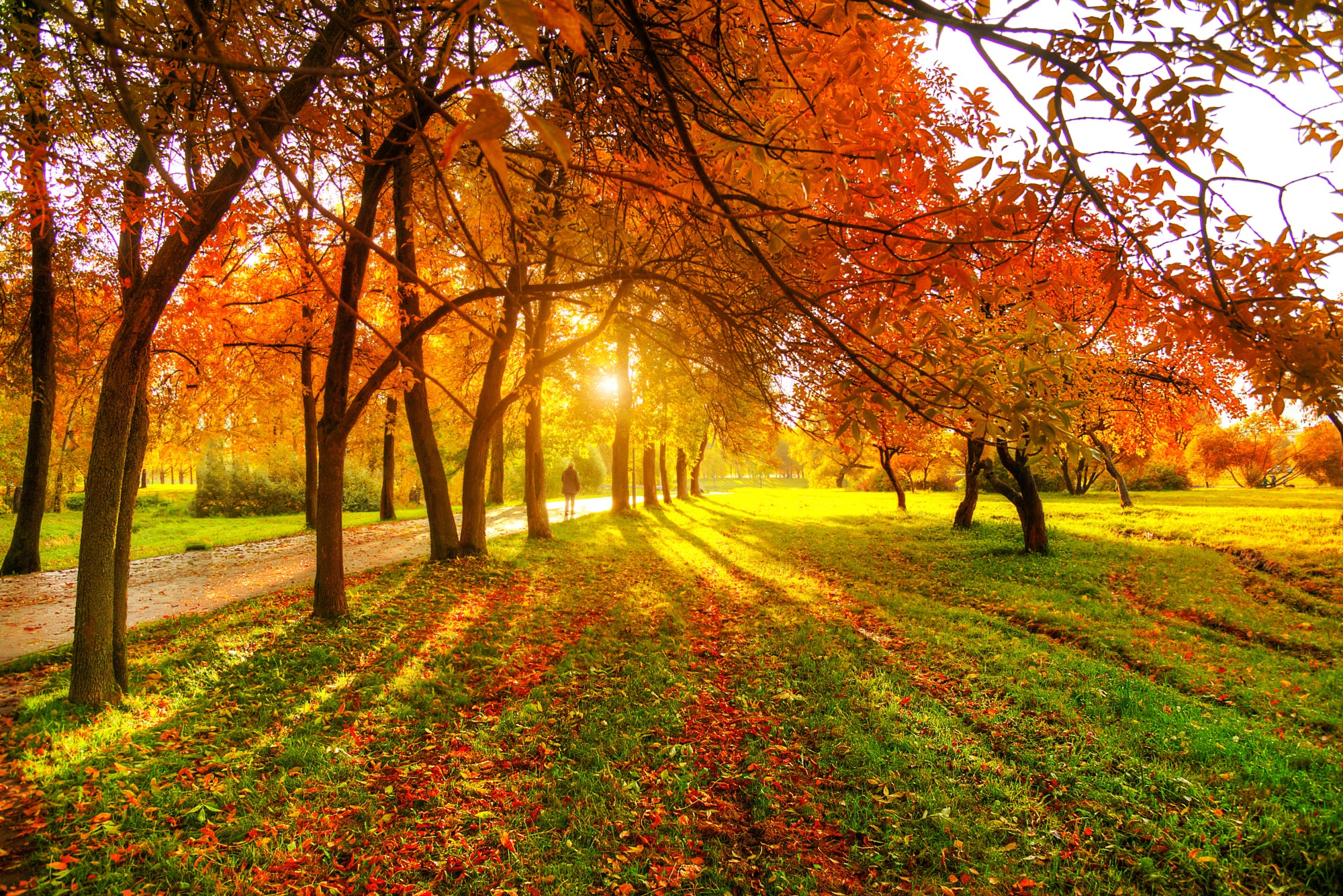 Солнечных дней в нижнем новгороде. Осенний парк. Солнечная осень. Осень солнце. Осенняя аллея.