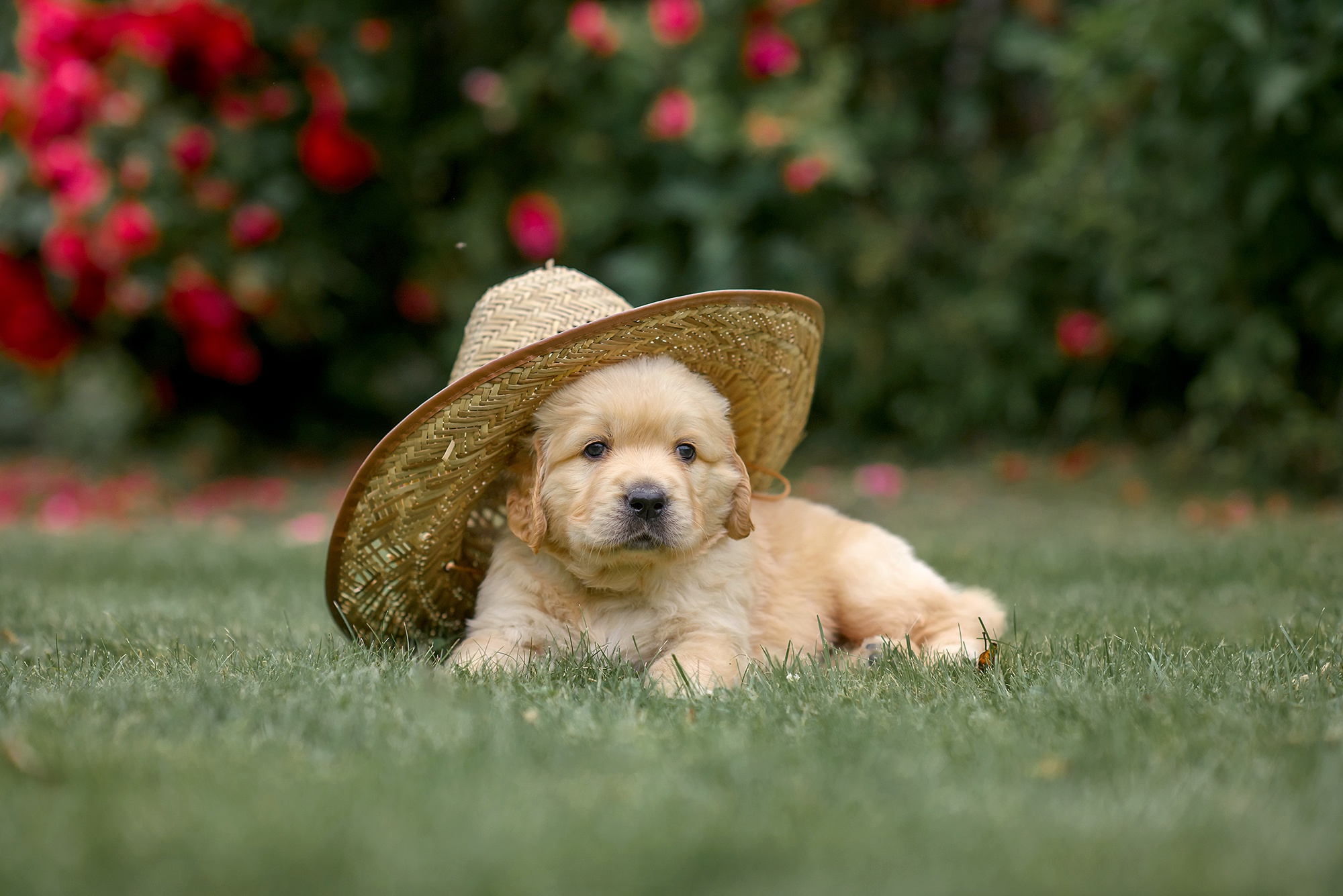 Wallpaper dog, hat, puppy, Golden Retriever, Golden Retriever, Victoria Dubrovskaya for mobile and desktop, section собаки, resolution 2000x1335 - download