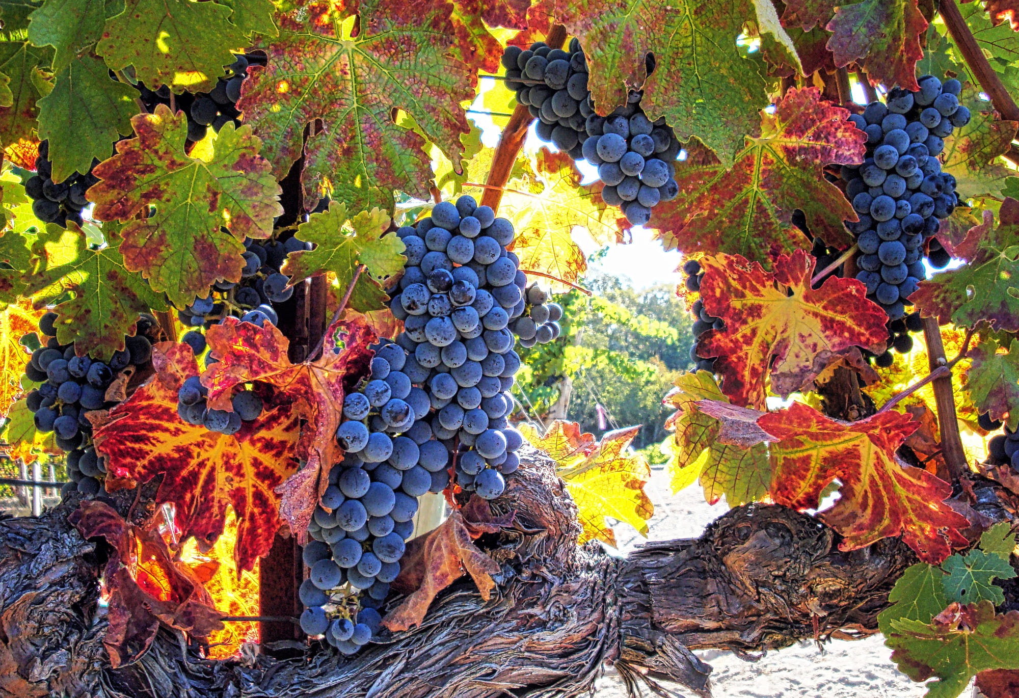 Картинки осень виноград. Виноград осенью. Виноградная лоза осенью. Листопад винограда. Лоза винограда осенью.