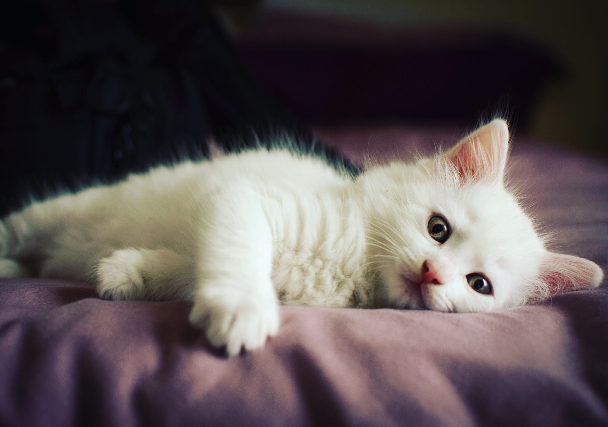 Беленьких котиков. Белый котенок. Белый пушистый котенок. Маленькие котята пушистые. Маленький Беленький котенок.