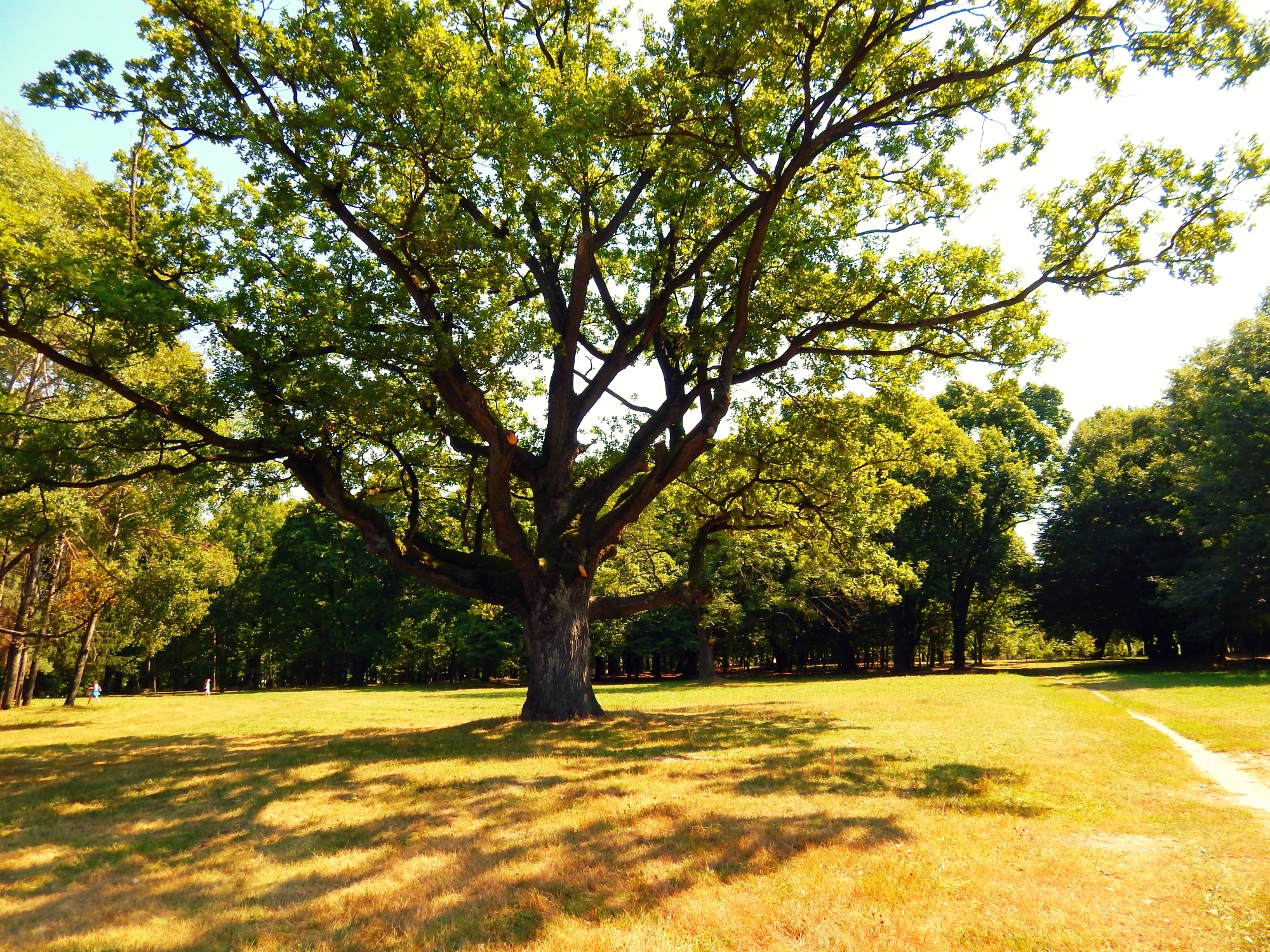 Фото деревьев лето. Дуб Midsummer. Дуб черешчатый. Виргинский дуб с испанским мхом. Дуб дерево.