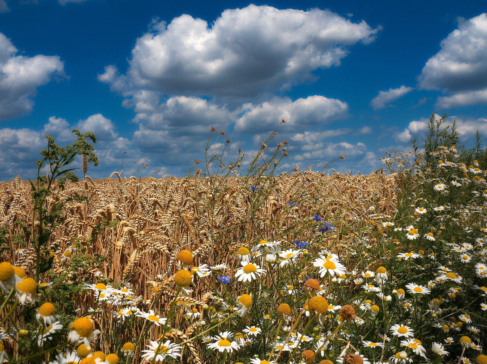 Знойное лето. Поле с колосьями и цветами. Лето поле колосья. Поле с рожью и ромашками. Пшеничное поле летом.