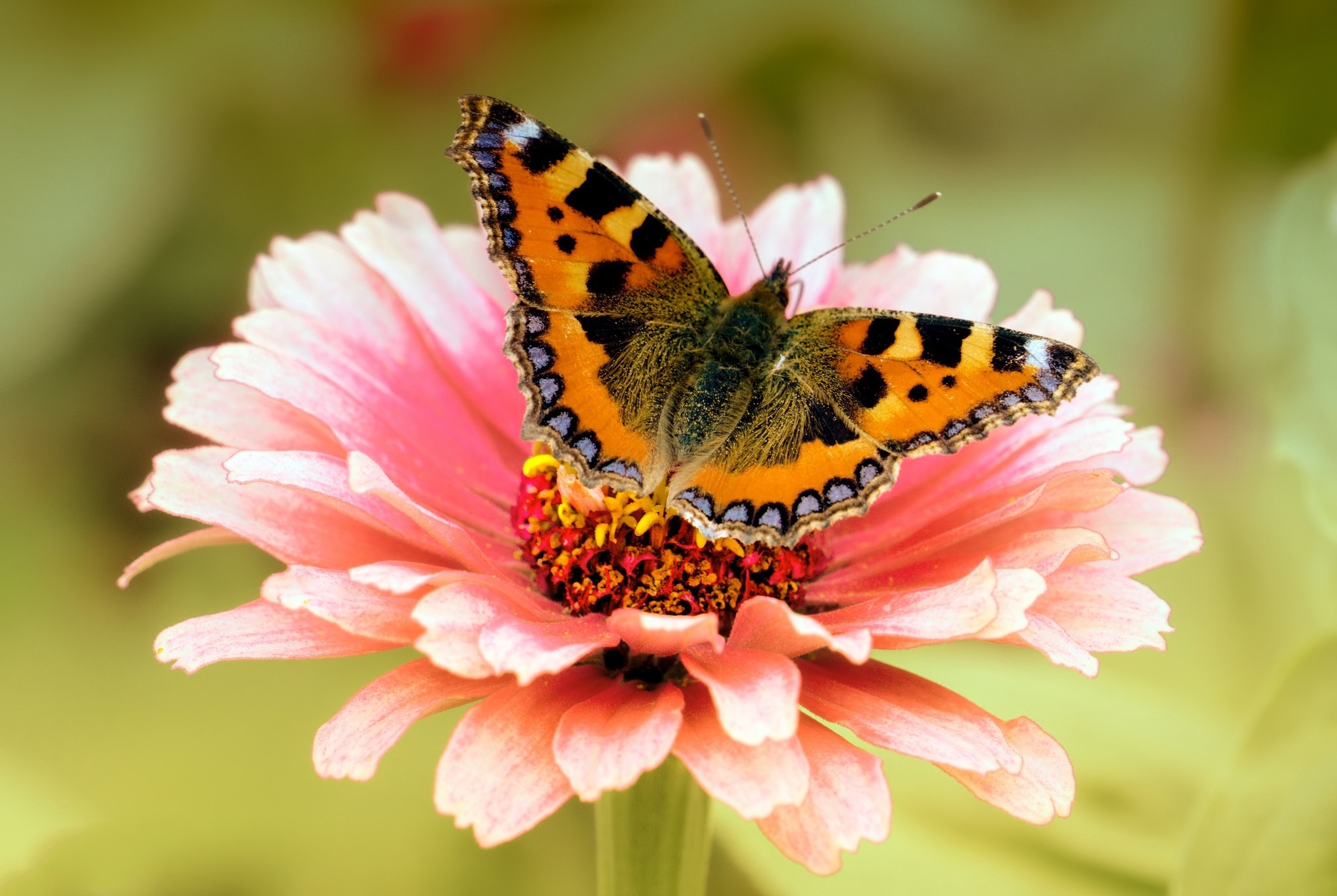 Красивые бабочки на цветах