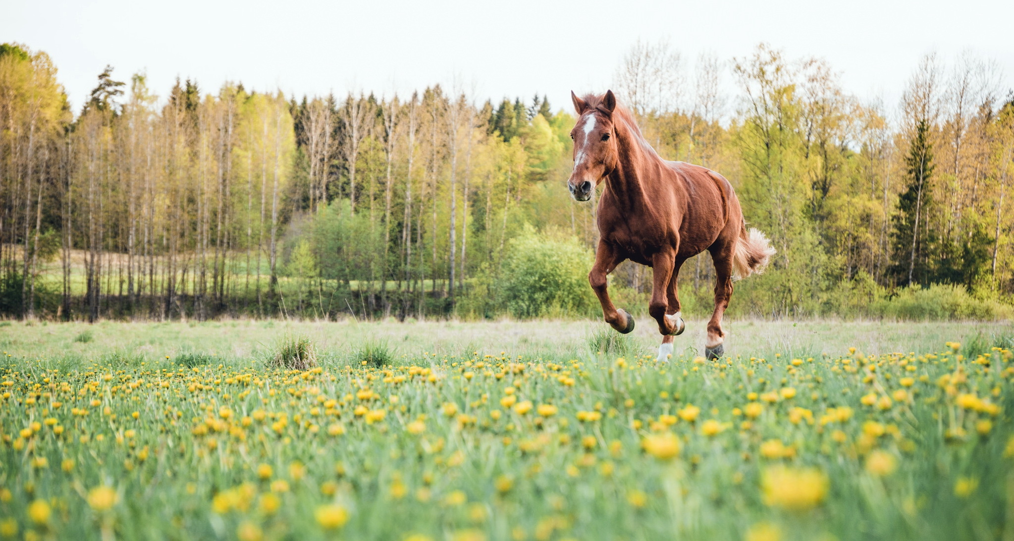 Верховое поле. Лошади на природе. Конь в поле. Лошадь в поле. Лошади лето.