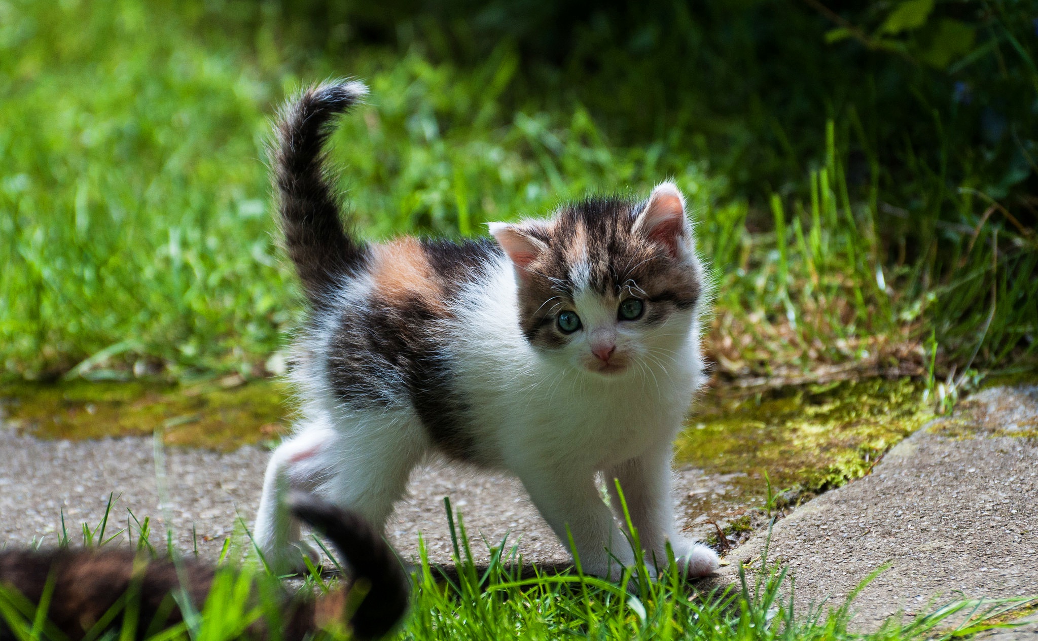 Sweet kittens. Трёхцветная кошка. Пятнистый котенок. Кошки маленькие. Пестрый котенок.