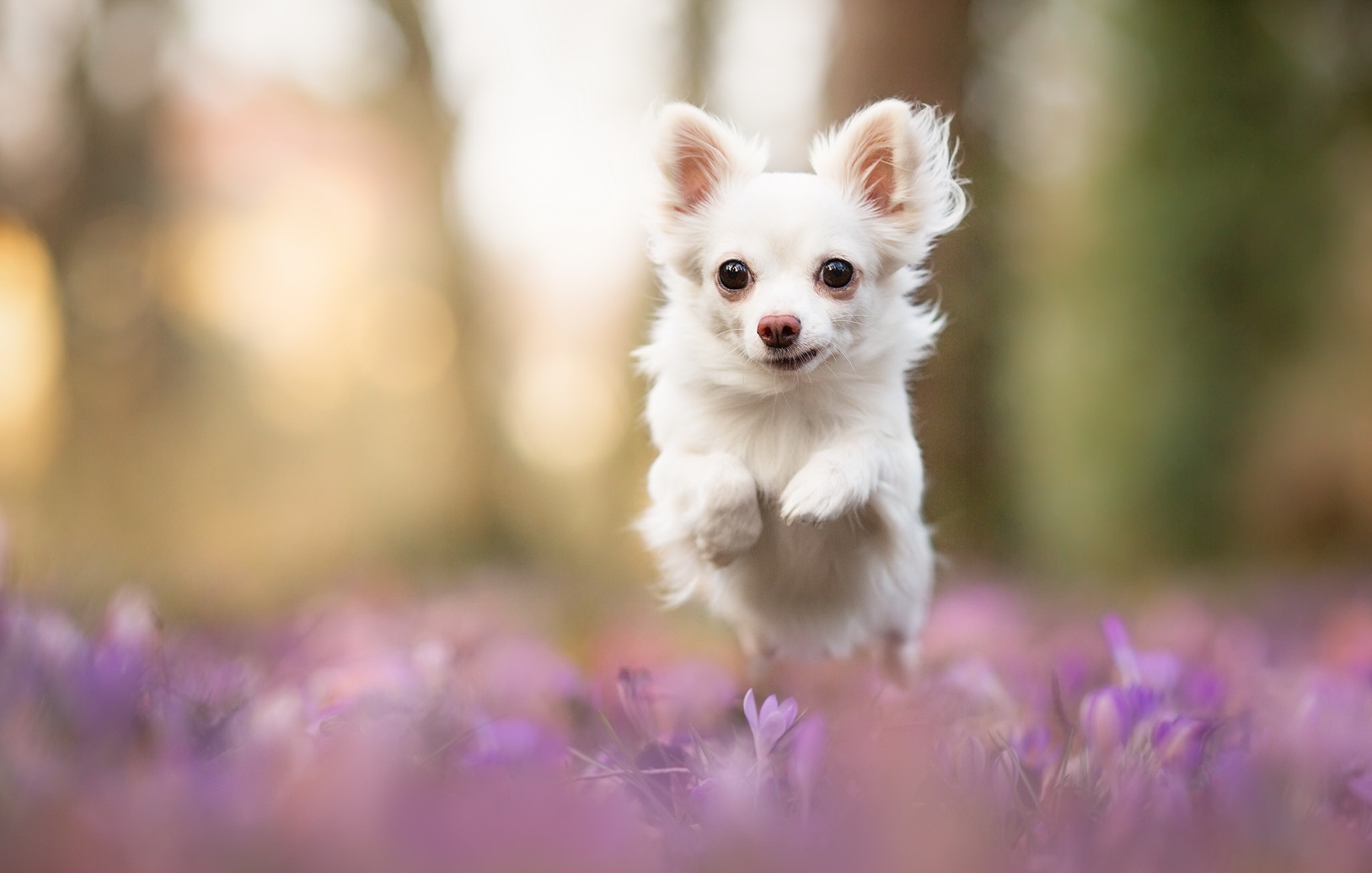 Милые собачки на телефон. Лиловый чихуахуа. Чихуахуа Дейзи белая. Маленькие милые собачки чихуахуа. Чихуахуа длинношерстные.