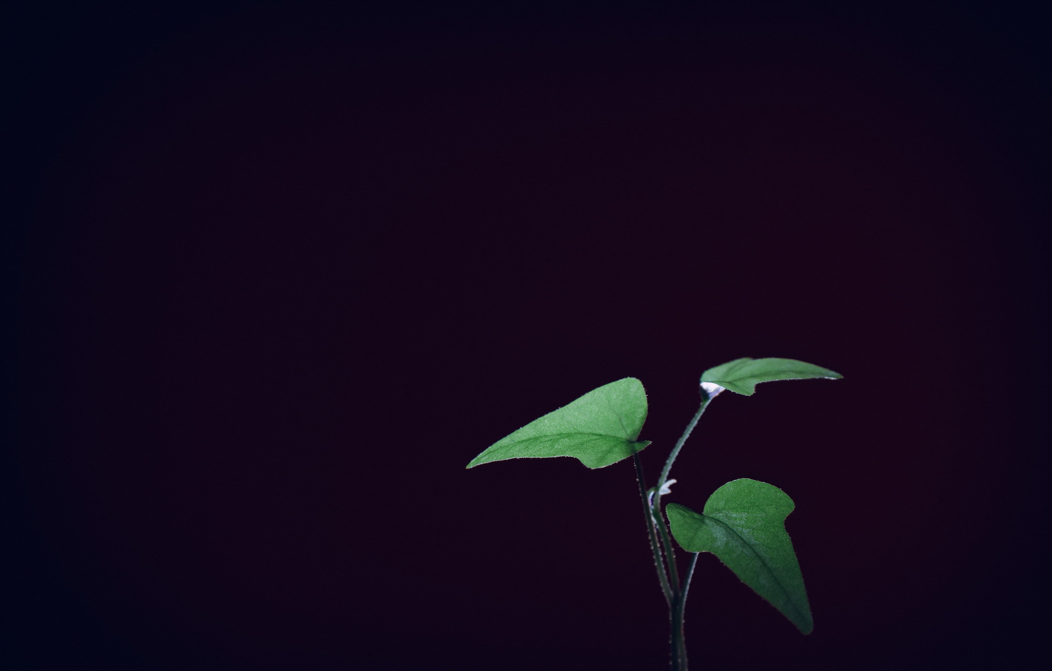 Страница черным фоном. Росток Минимализм. Минимализм зеленые листики. Растения на черном фоне. Картинки Минимализм.