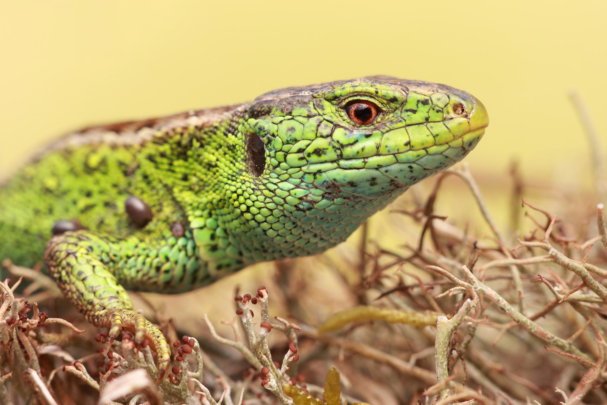 Слепая ящерица. Lacerta Agilis. Прыткая ящерица. Зеленая прыткая ящерица. Ящерица геккон.