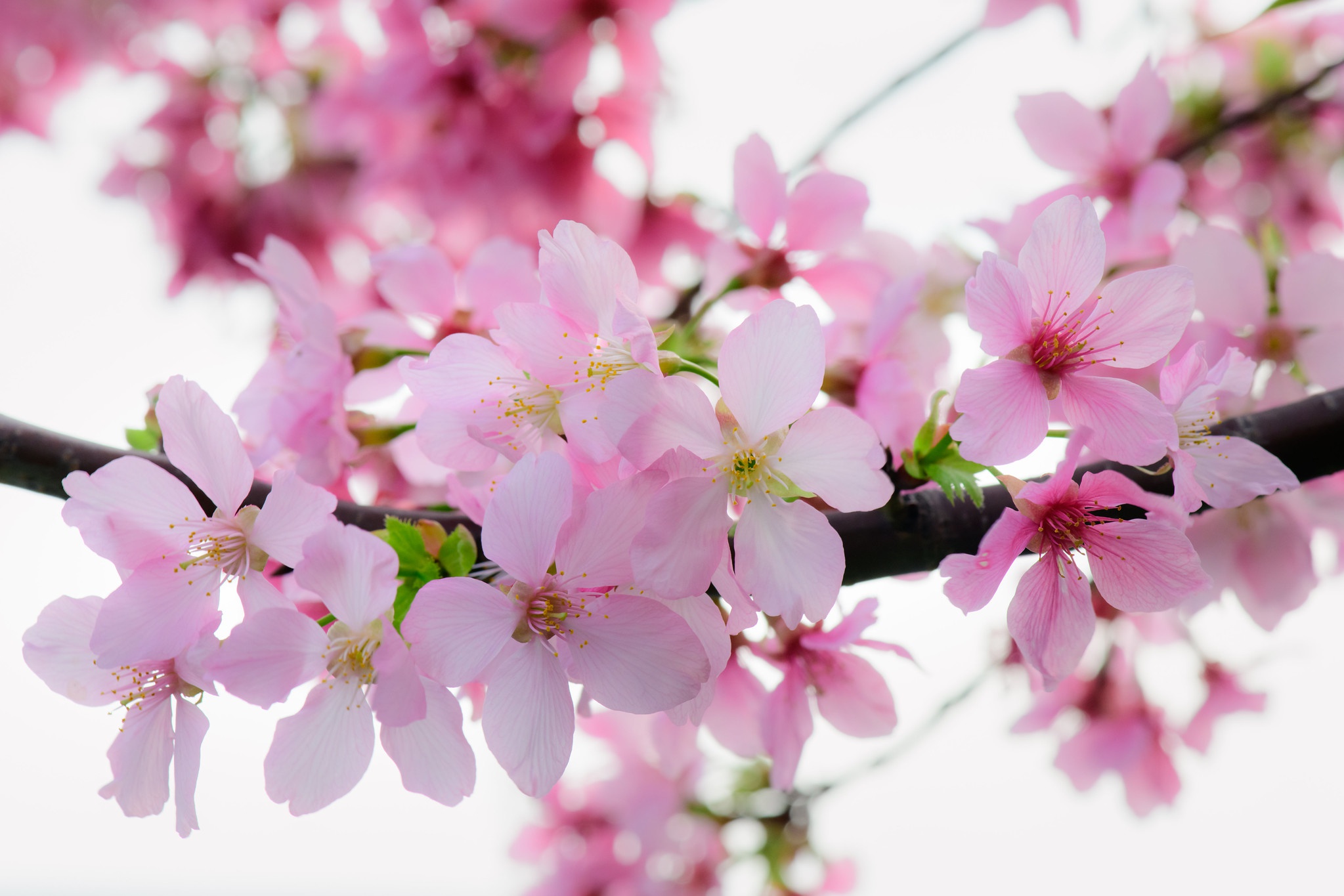 Цветет розовыми цветочками. Сакура яблоня. Яблоня розовоцветущая. Сакура и розовая яблоня. Вишня розовоцветущая.