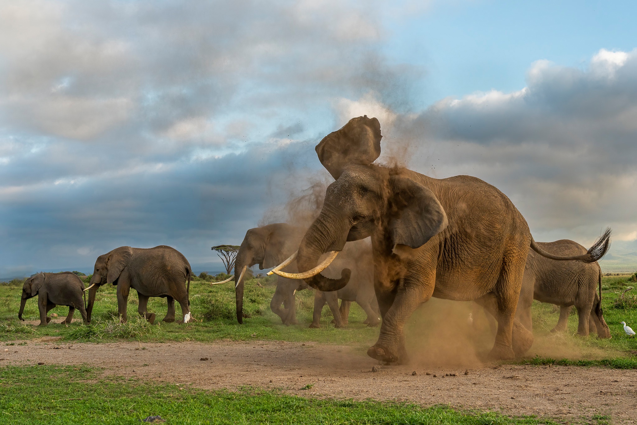 Слоновье стадо. Слон. Африканский слон. Африканский слон и Лев.