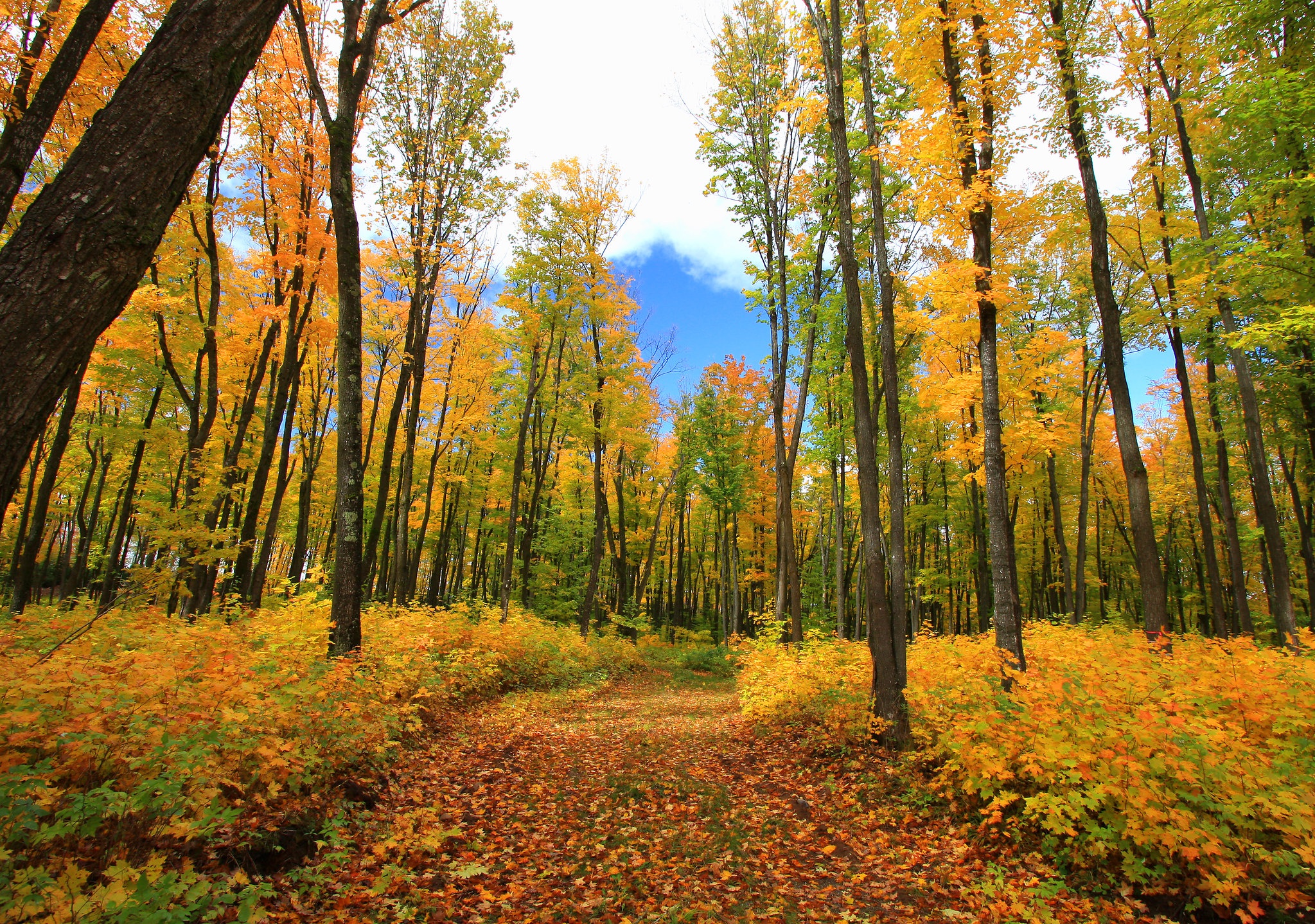 Осенний лес очень красивые. Осенний лес. Осенний лес фото. Желтый лес. Осенний лес земля.
