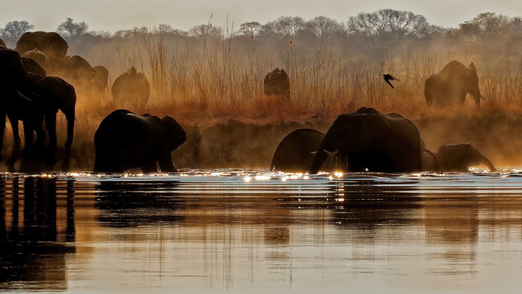 Слон река. Африка фото. Стадо слонов.