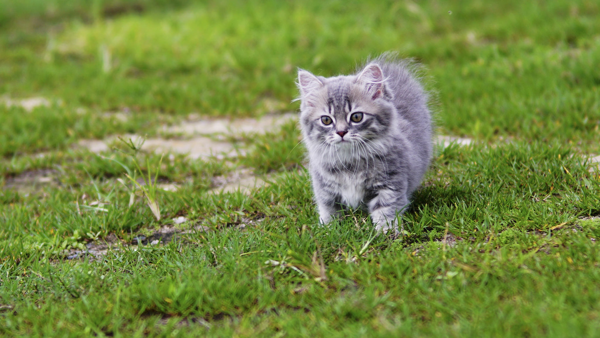 Котенка потом. Маленький котенок. Маленькие котята пушистые. Милый маленький котенок серый. Серый котенок в траве.