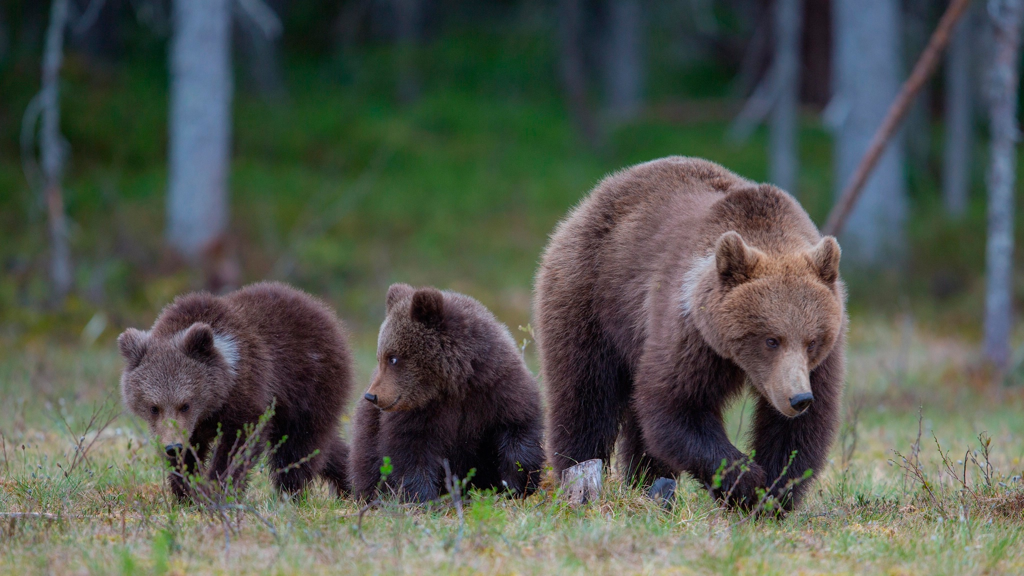 Популяция бурых медведей. Бурый медведь Забайкальского края. Бурый медведь Амурская область. Бурый медведь Пестун. Таганай национальный парк бурый медведь.