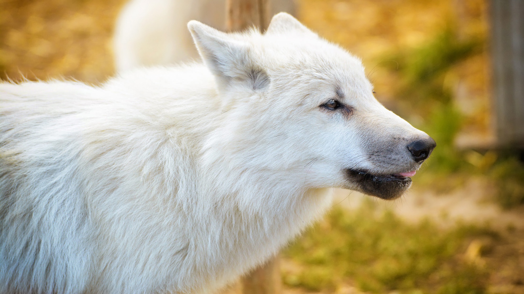 White wolf. Волчица альбинос. Полярный волк морда. Белый волк с голубыми глазами. Белый волк с голубыми глазами фото.