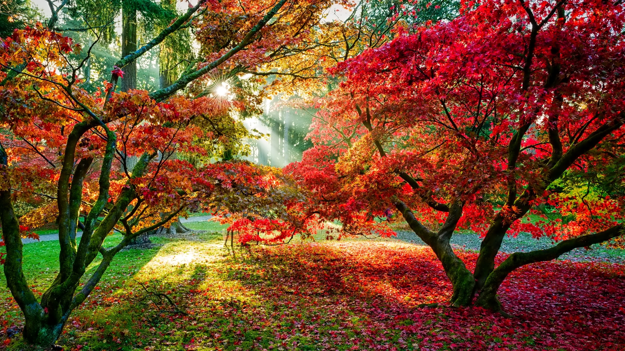 Красный золотой осень. Яркая осень. Яркая природа. Яркие краски природы. Осенний пейзаж.